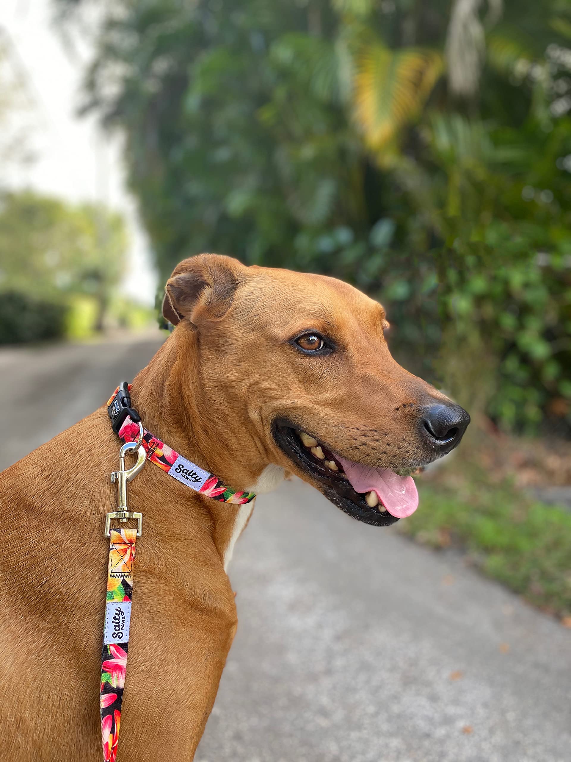 Salty Paws Floral Print Dog Leash Heavy Duty Padded Handle For Small, Medium, Large Dogs Matching (Medium 6' For Dogs 25-50 Lbs.