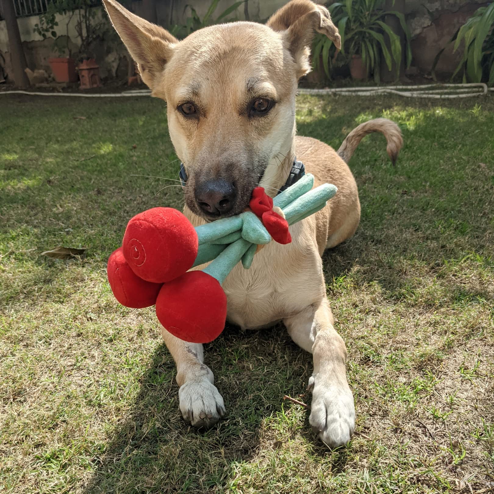 Mutt of Course Bark Bouquet Dog Toy