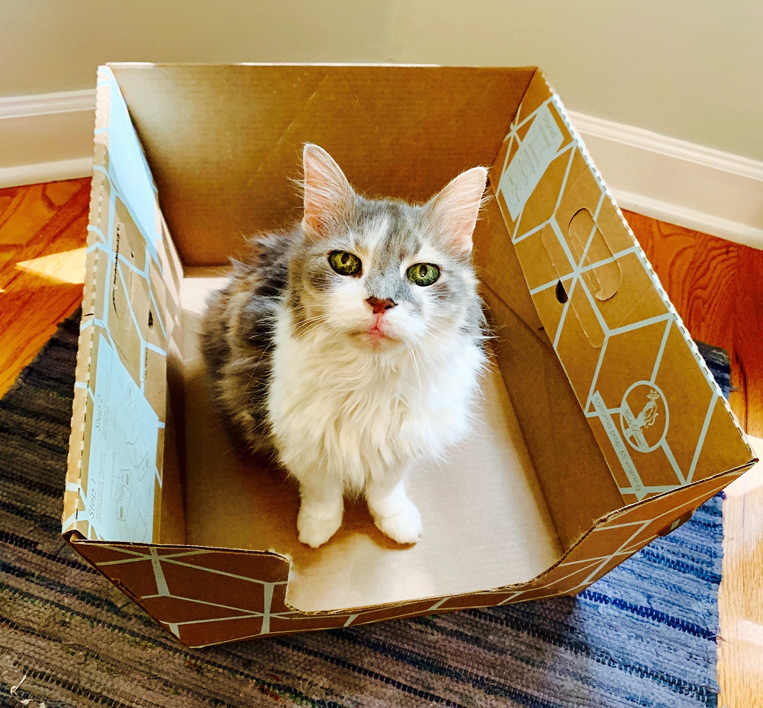 Cats Desire Disposable Litter Box 15 Trays First Patented Tallest Disposable Litter Box Low Entry 19'' Lx17 Wx8.5 Per Tray17 Int