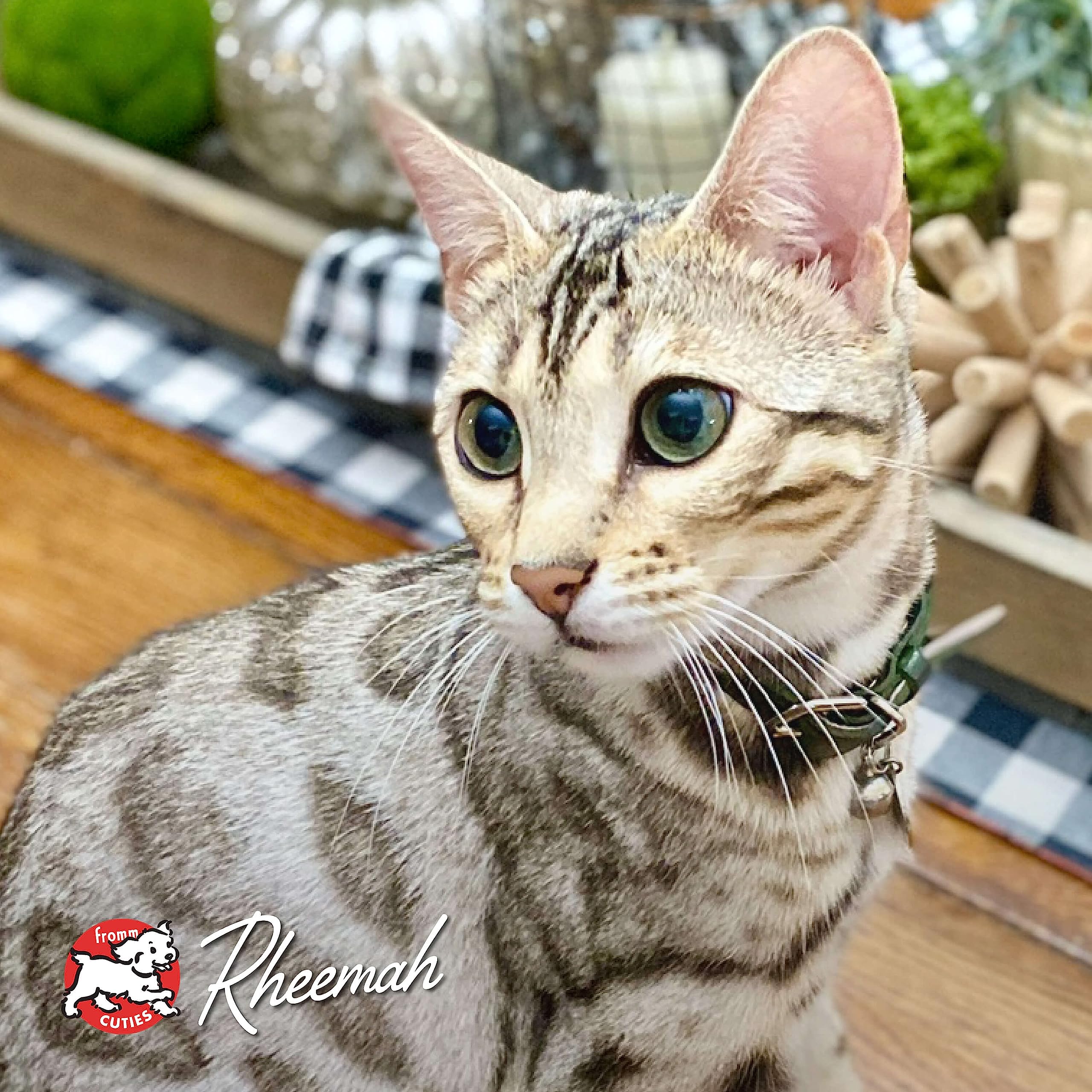 Fromm Four-Star Nutritionals Hasen Duckenpfeffer Cat Food - Premium Dry Cat Food - Rabbit Recipe - 10 lb