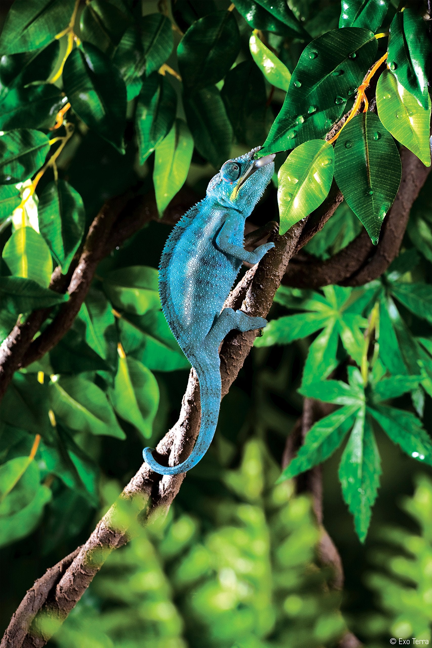 Exo Terra Jungle Vine, Reptile Terrarium Decoration, Large, PT3086