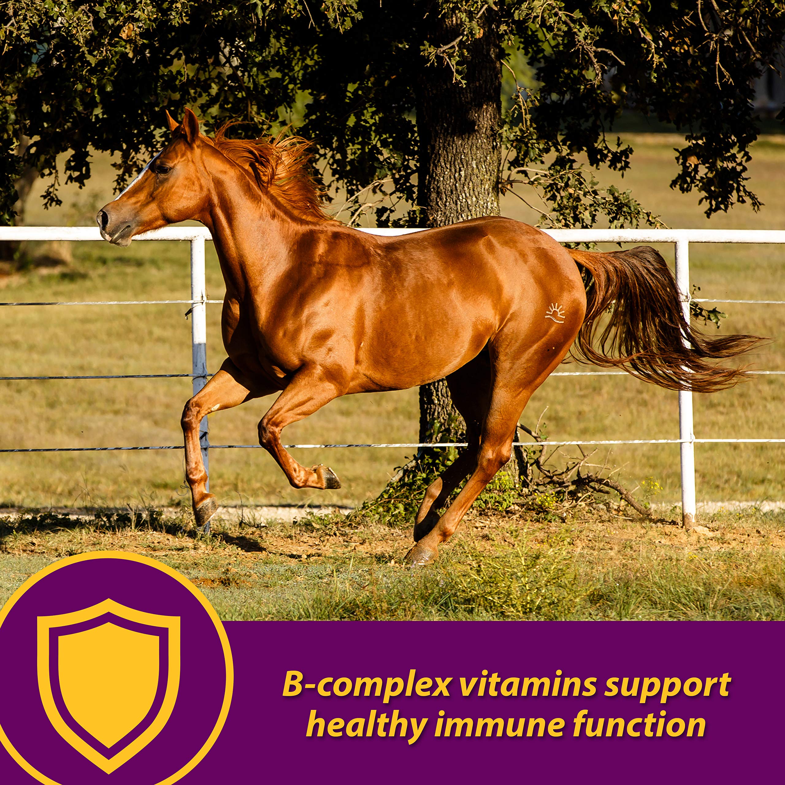 Farnam Horse Health Red Cell, Liquid Vitamin-Iron-Mineral Supplement for Horses, Helps Fill Important Nutritional Gaps in Horse
