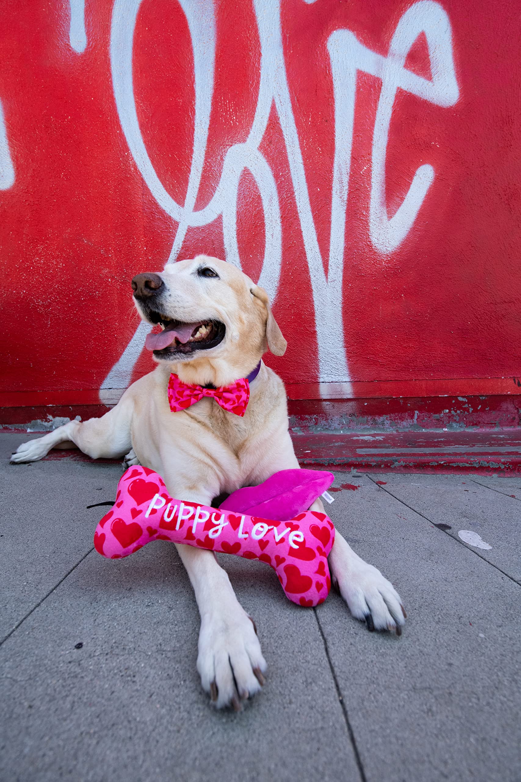 Huxley & Kent Bow Tie For Pets - My Puppy Love (Small) - Valentine'S Day Bow Tie Collar Attachment - Fun Bow Ties For Dogs & Cat