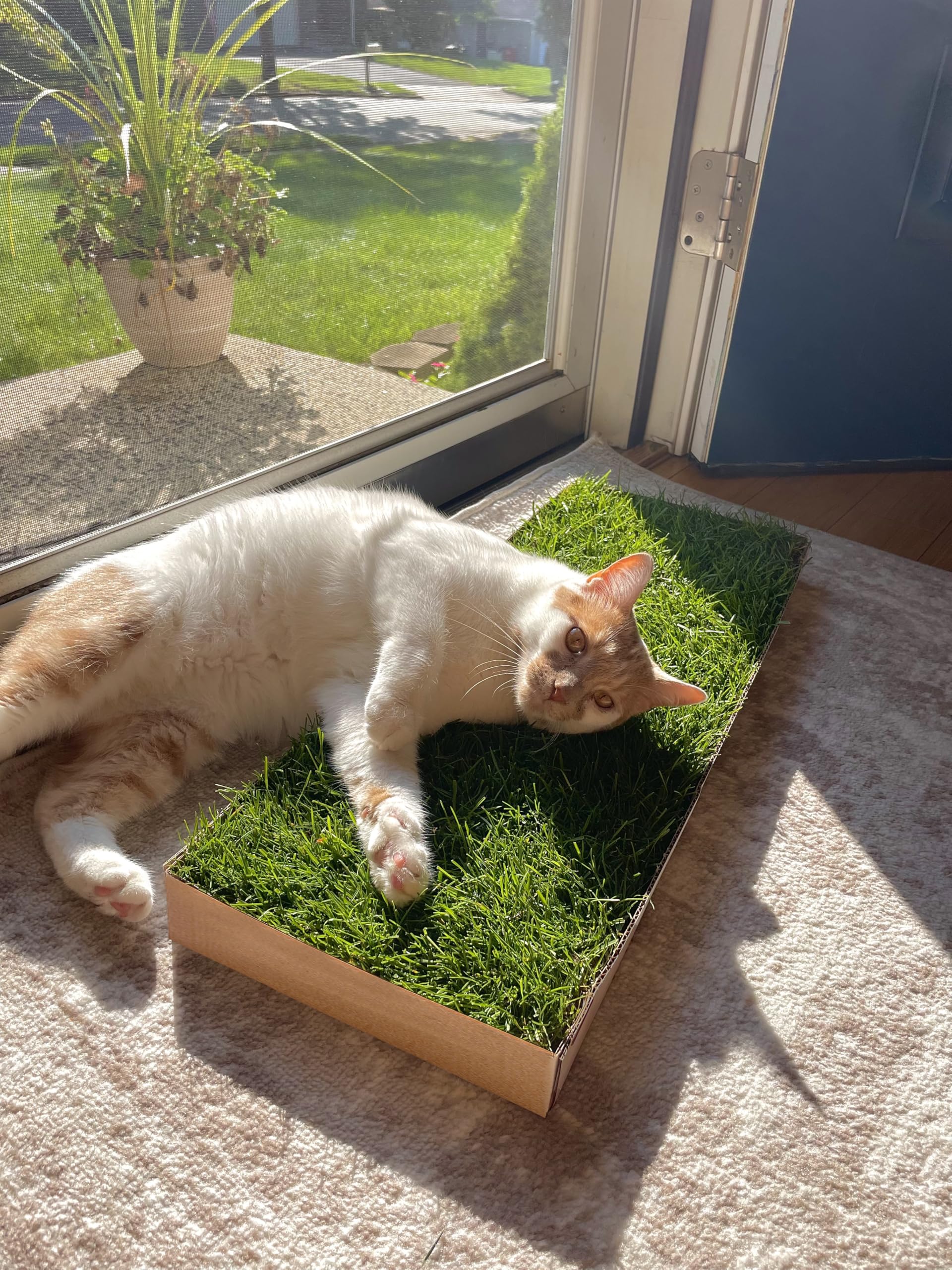 Cat Real Grass Window Bed Perch, Real Grass Cat Window Lounge Bed, Indoor Real Grass Window Bed Perch For Cat, Window Perch For Small And Large Cat, Cat Window Seat Bed For Windowsill And Bedside