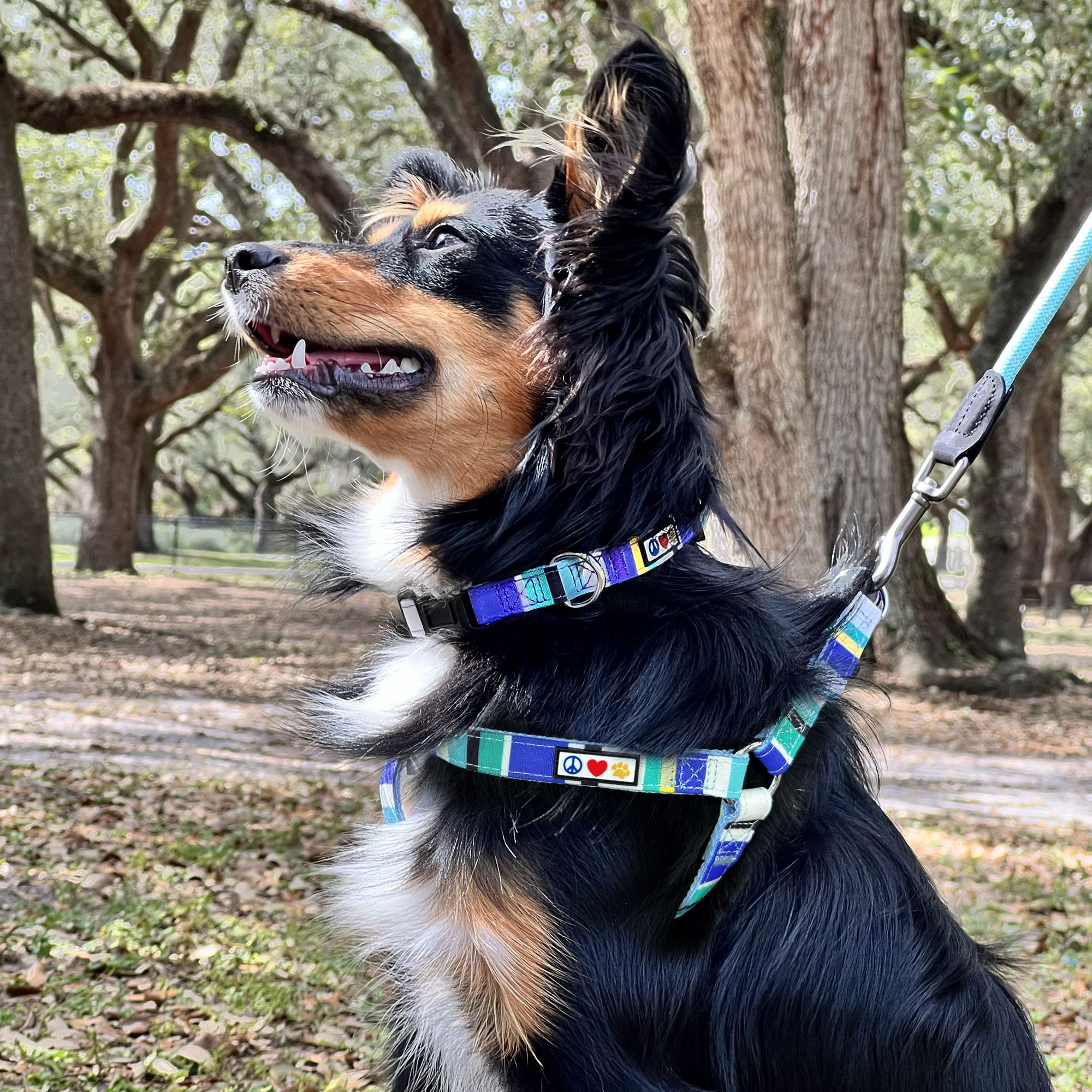 Pawtitas Pet Adjustable Solid Color Step In Puppy/Dog Harness 6 Feet Matching Collar And Harness Sold Separately Small Grey/Blue/Green Multicolor