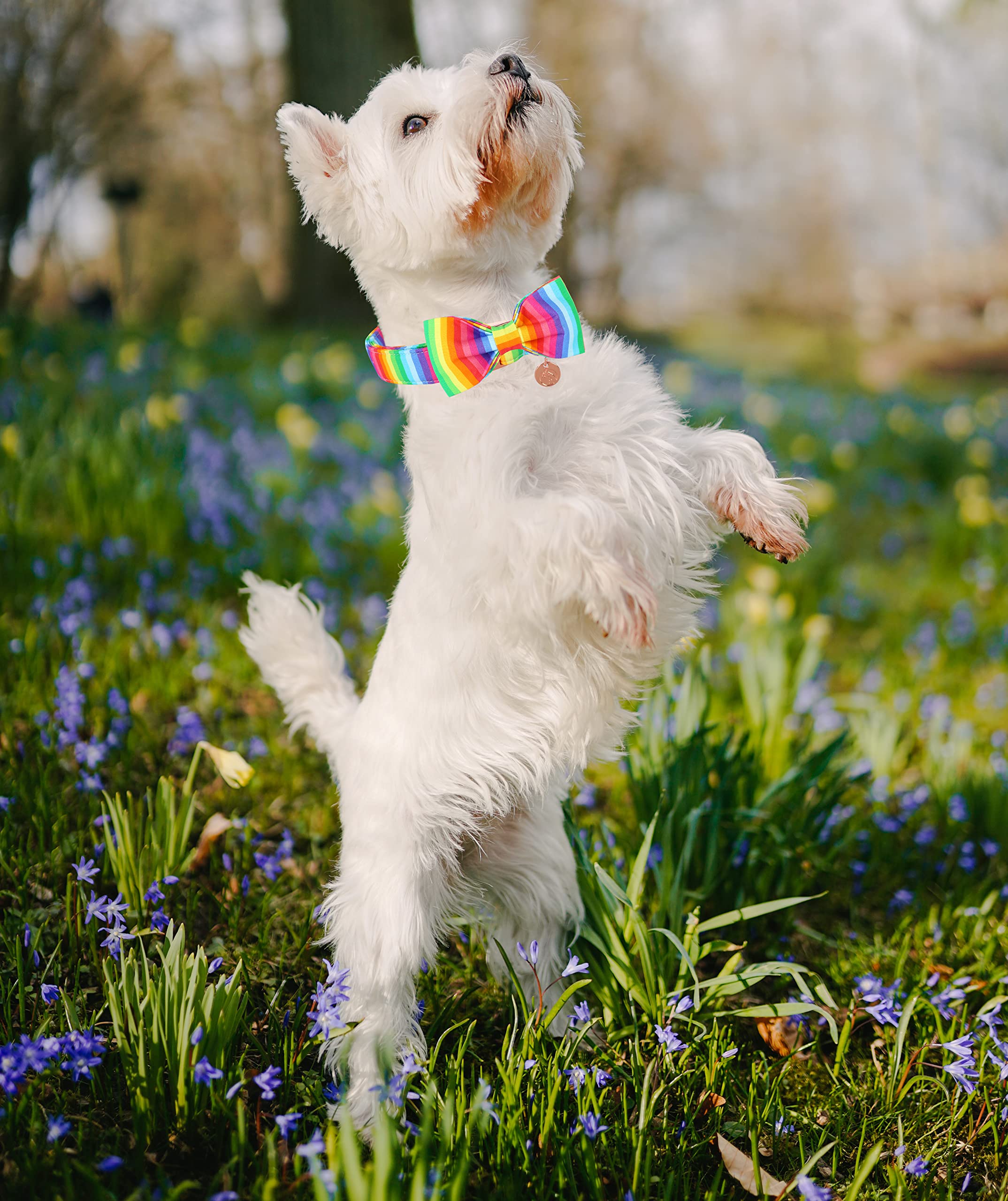 Dogwong Cotton Dog Collar And Bowtie, Detachable Bowtie Dog Collar For Boy Girl Pet Dog