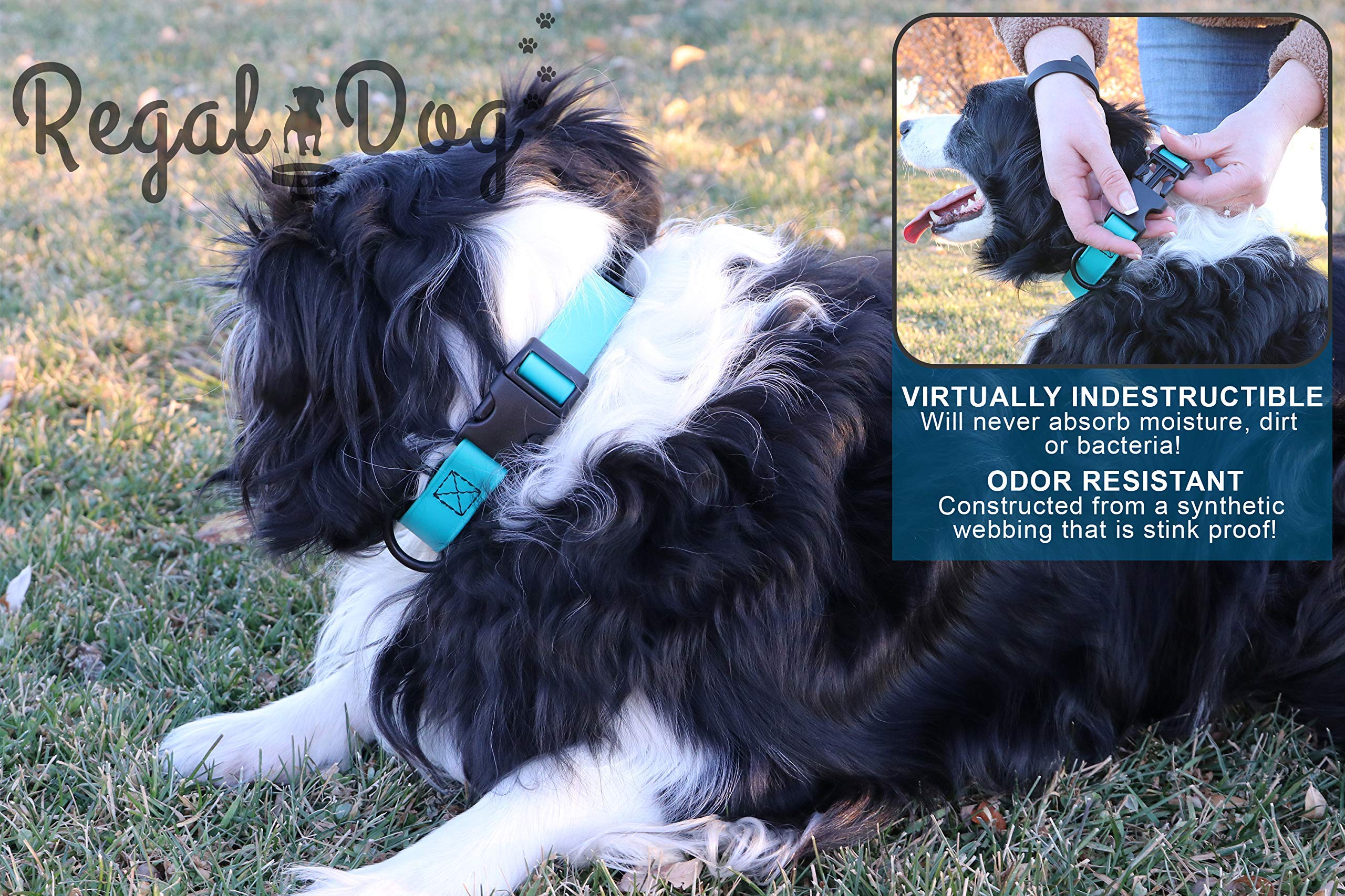 Regal Dog Products Custom Fit Small Teal Waterproof Collar With High Strength Buckle And Heavy Duty Ring – Adjustable -Proof, Waterproof Training Collar For Small Dogs Or Puppy