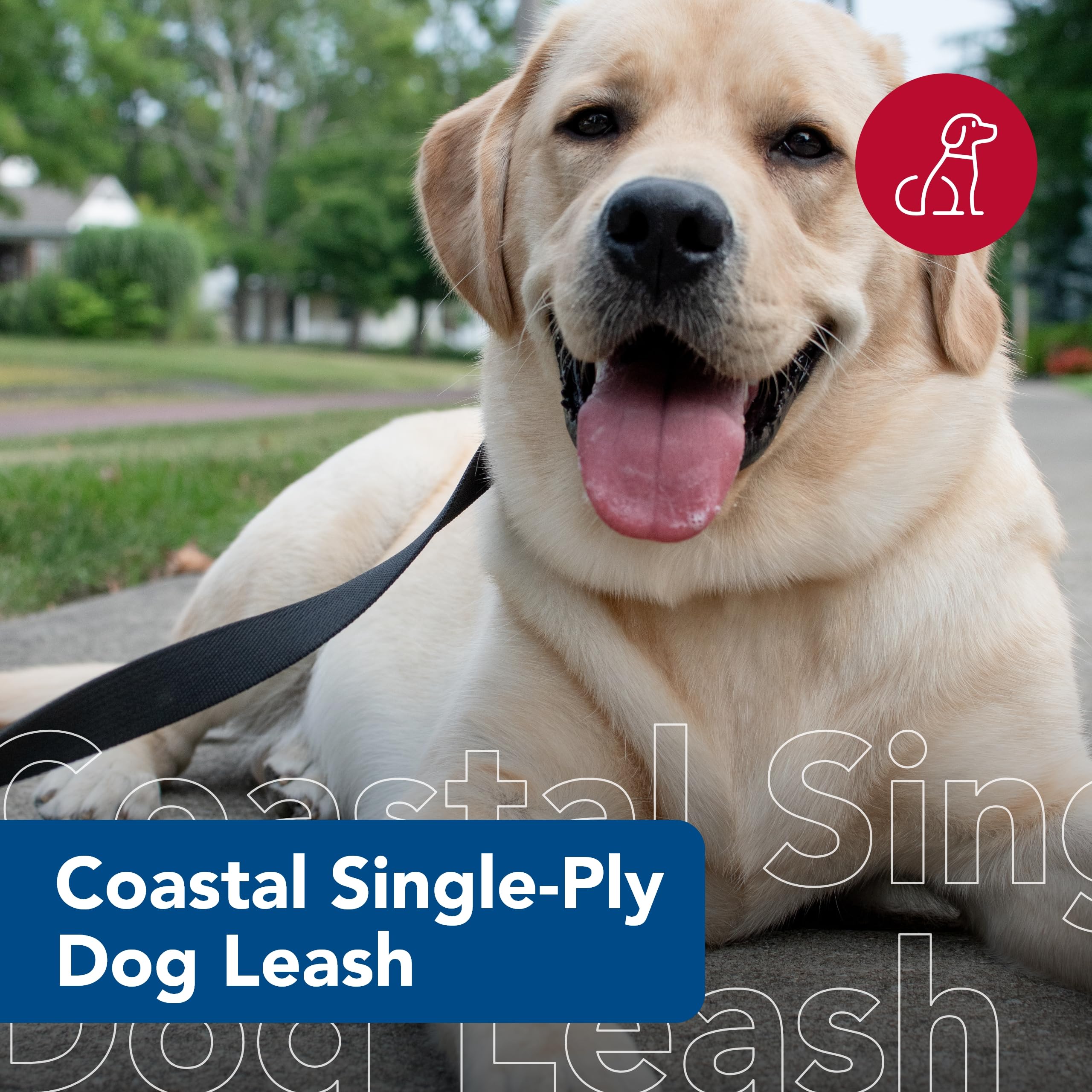 Coastal Pet Products Dcp406Pur Nylon Collar Lead For Pets, 5/8-Inch By 6-Feet, Purple