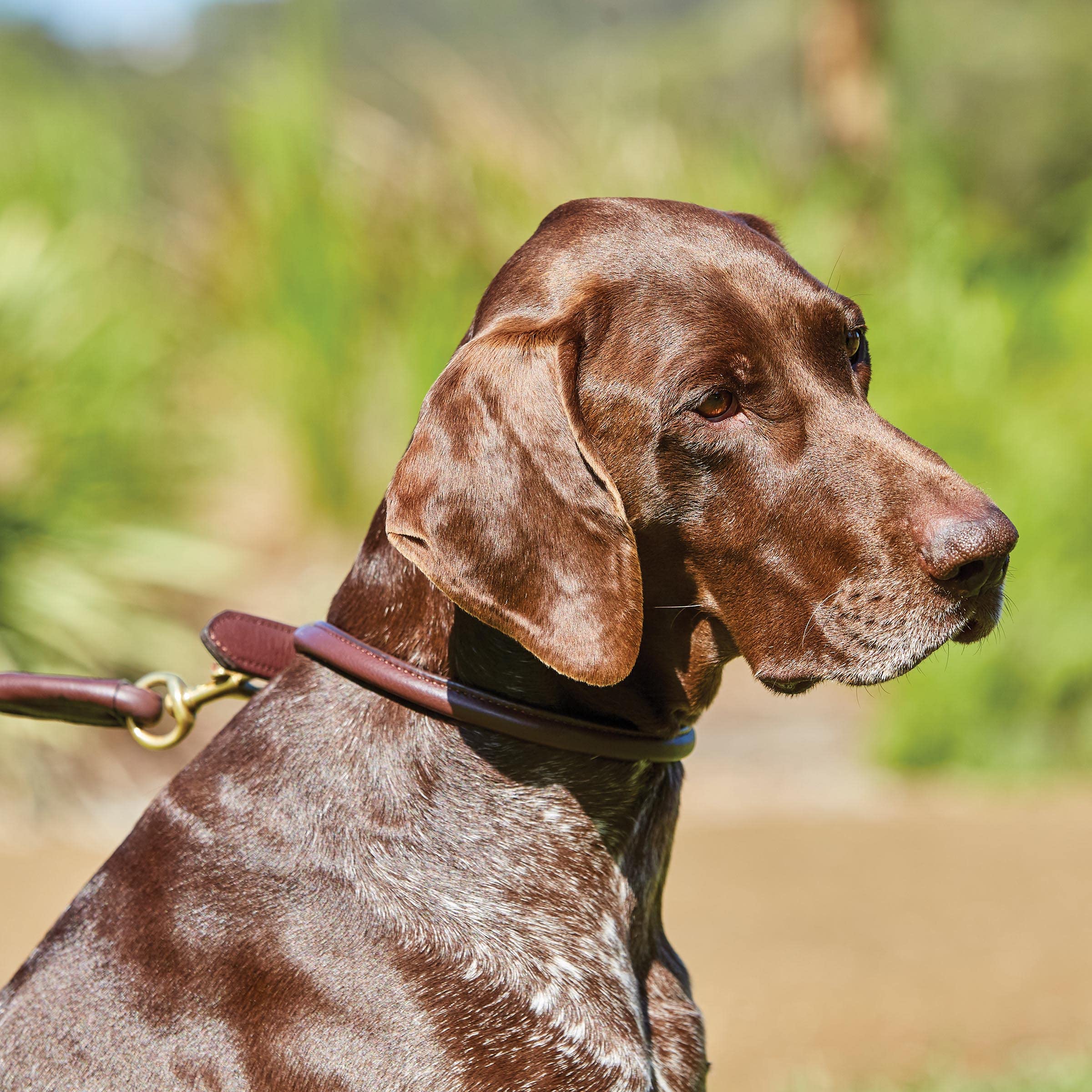 Weatherbeeta Rolled Leather Dog Collar, Teal, Extra Small