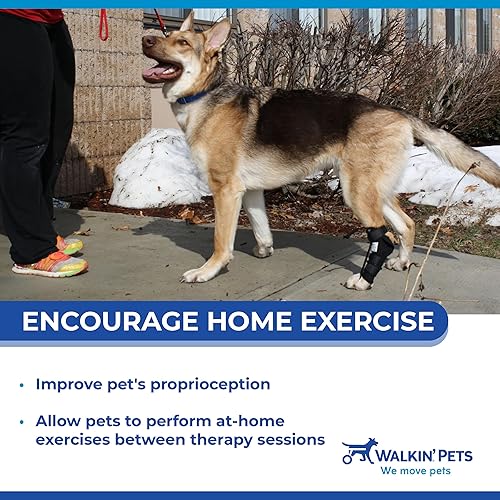 Walkin Rear No-Knuckling Training Sock  Helps Dogs Pick up Their Feet When Knuckling Under or Dragging Their Rear Paws