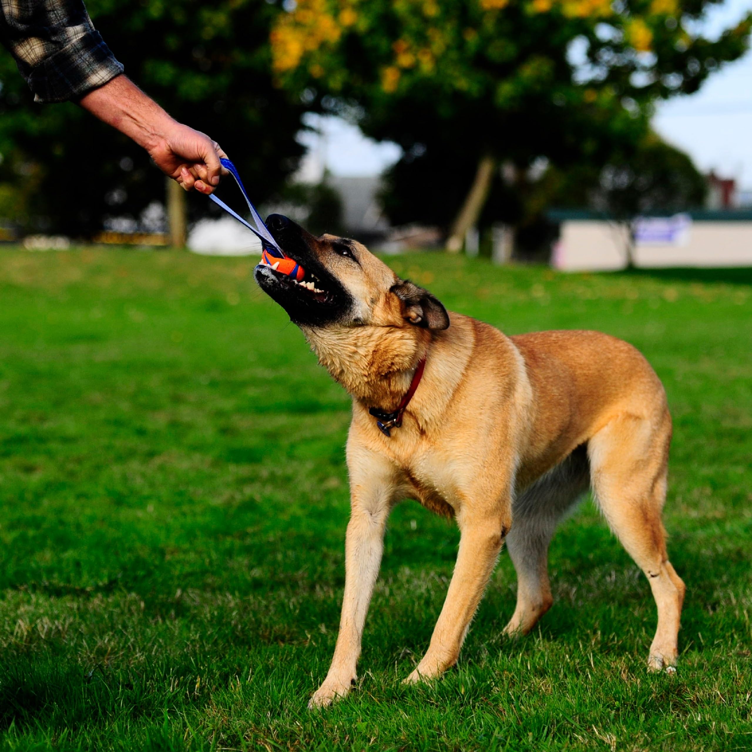 Chuckit! Ultra Tug Dog Toy - Medium Rubber Fetch Ball for Dogs 20-60 lbs - Blue/Orange - Model 231201