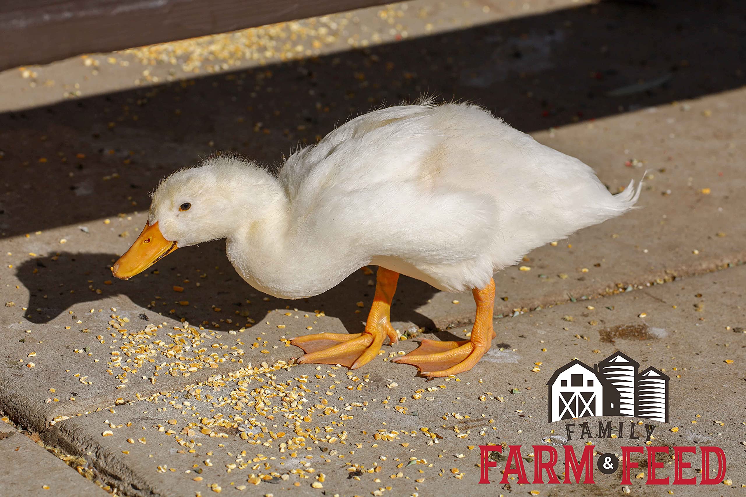 FAMILY FARM AND FEED | Four Seasons | in Shell Peanuts | Wild Bird Food | Backyard Songbird | 2 Pounds