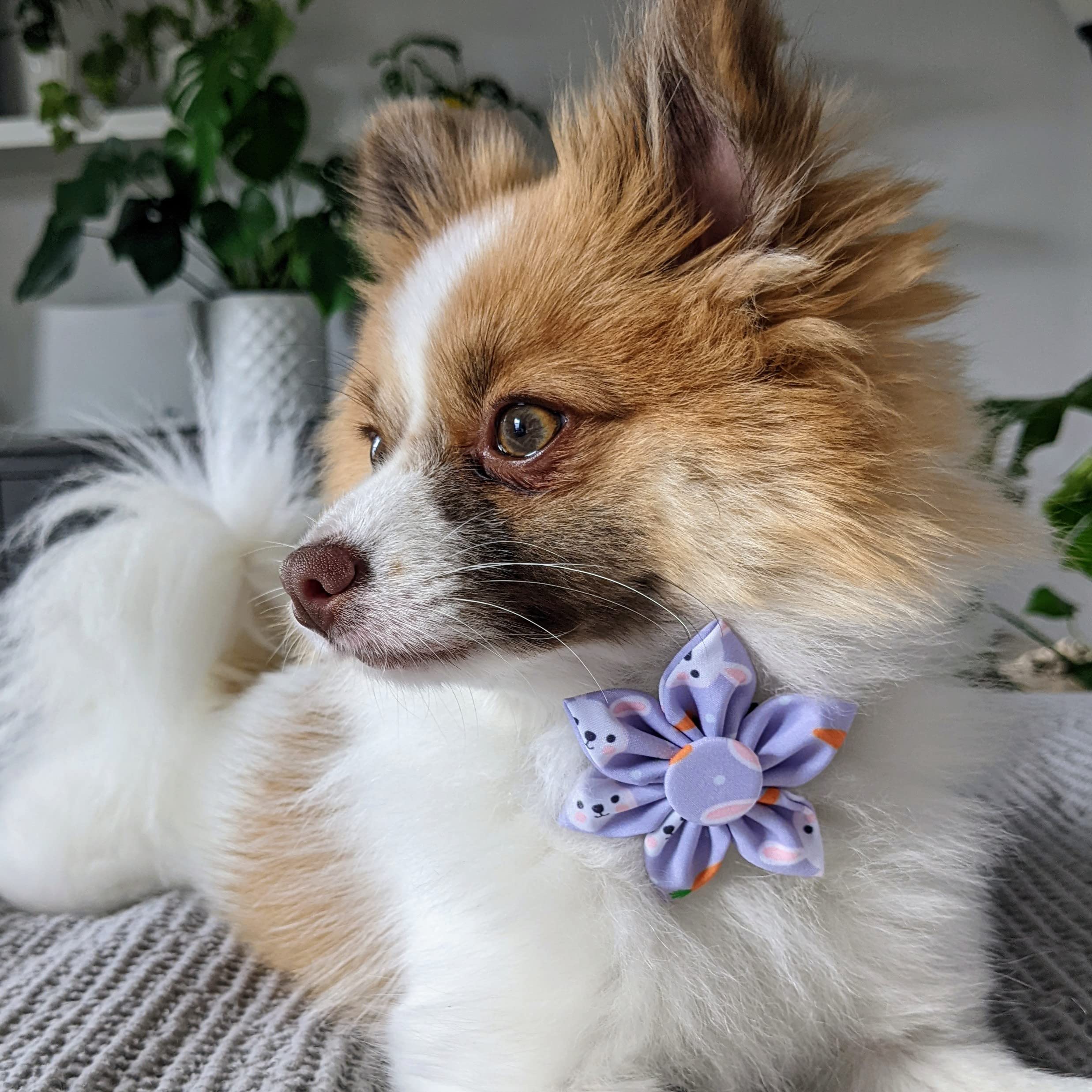 Huxley & Kent Pet Pinwheel - Funny Bunny (Small) - Easter/Spring Hook & Loop Collar Accessory For Dogs/Cats - Bow Collar Attachm