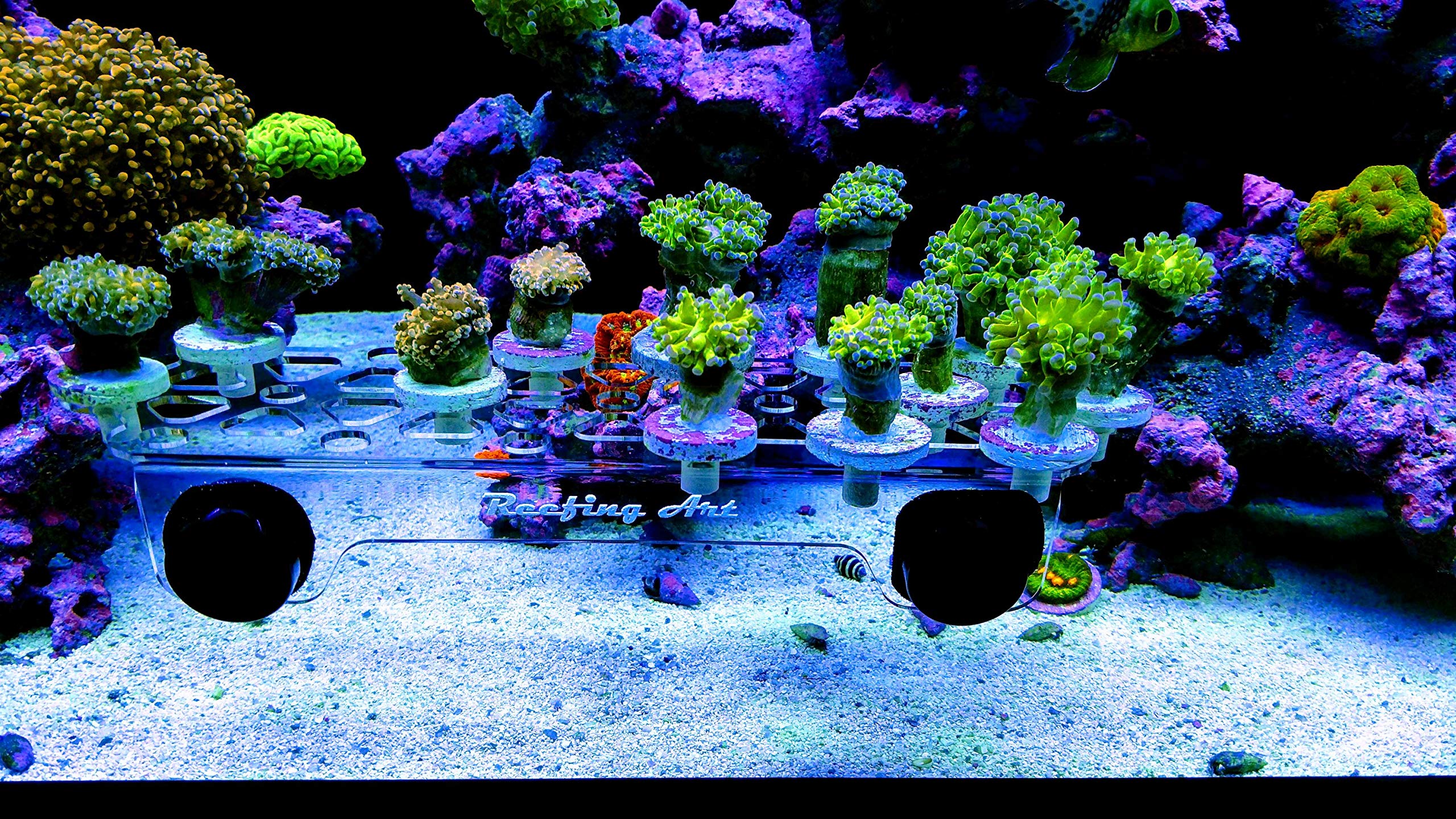 Reefing Art Magnetic Coral Frag Rack Strongest N52 Magnets Holds Up To 41 Plugs (Large Max)