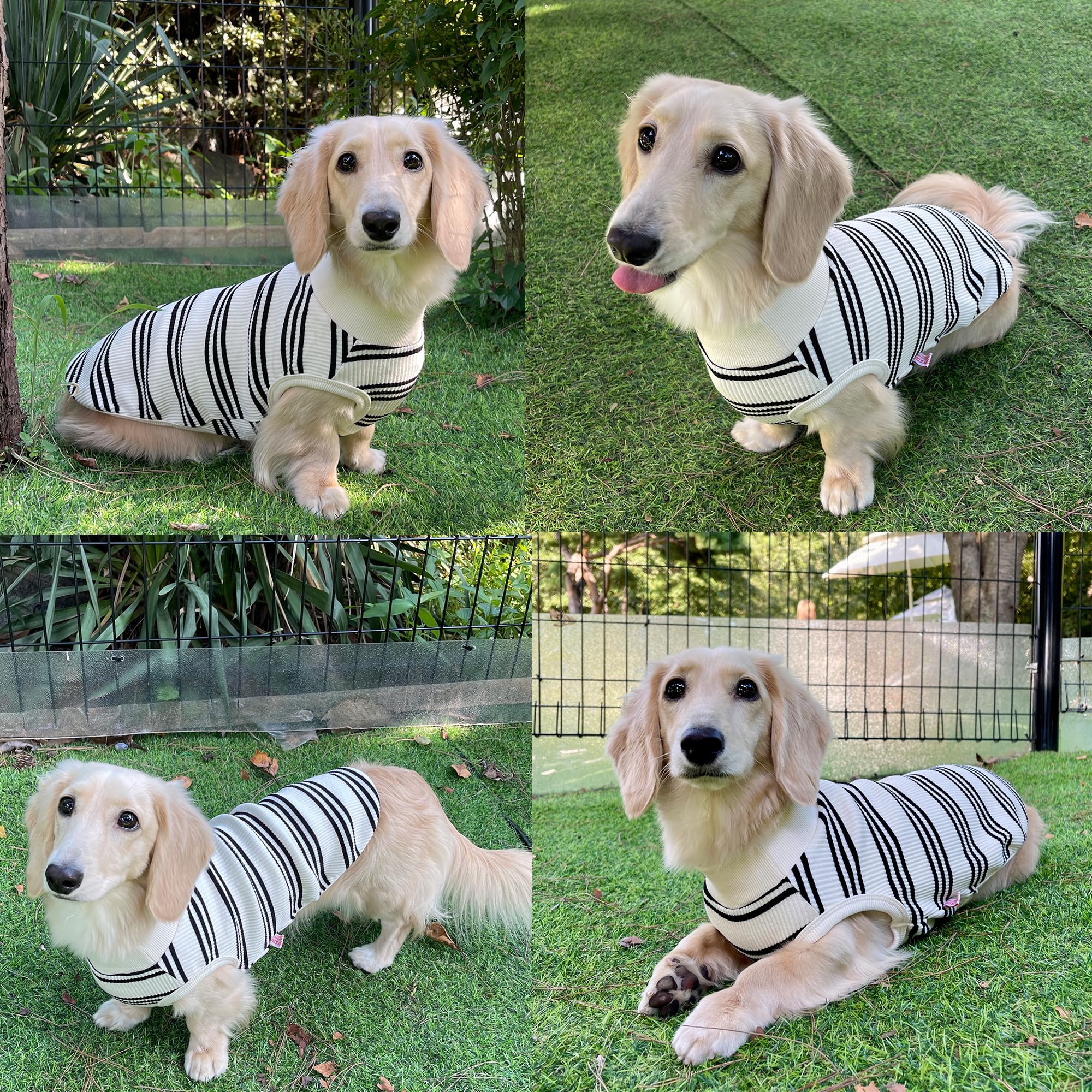 D Doggy Star Dachshund Clothes For Dogs Mini And Adults T Shirts (Xs,Black Stripe)