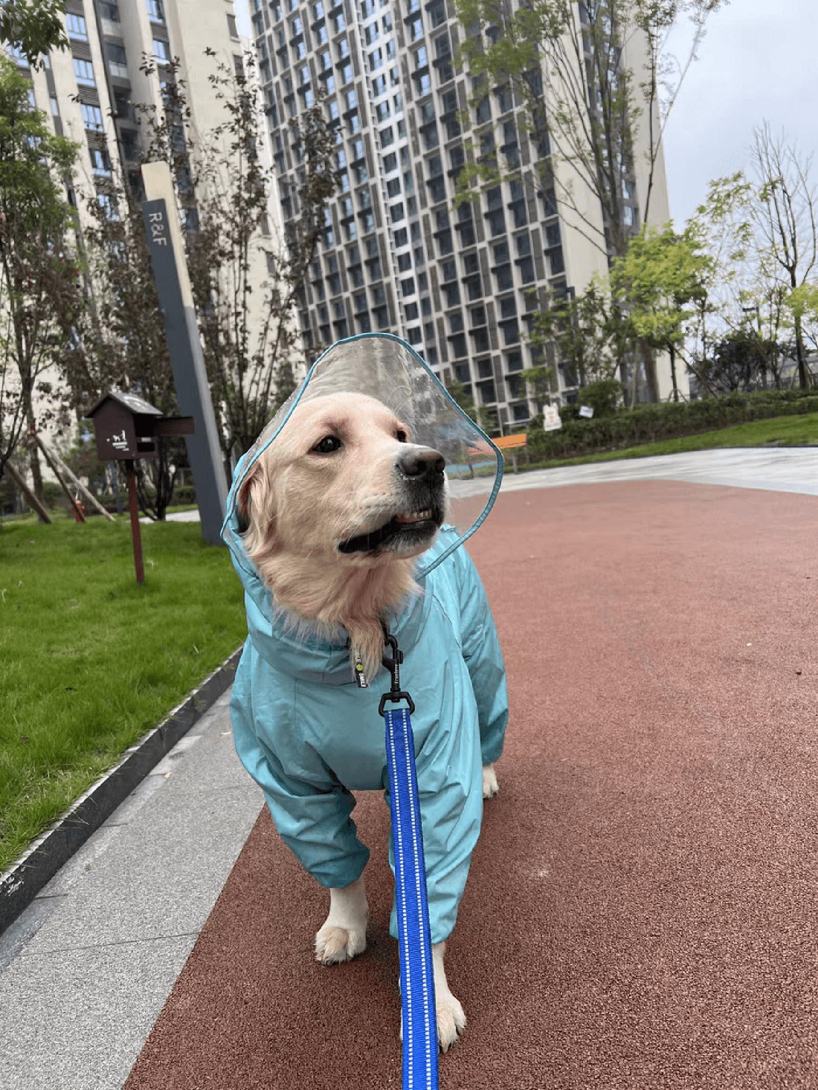 True Love Reflective Dog Leash Puppy Walking Lead, Padded Pet Chain Rope,Length 200Cm Truelove Tll2111(Royal Blue,M)