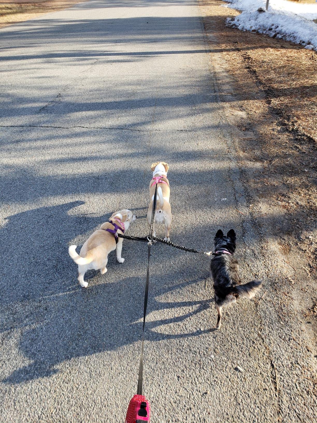 3 Way Dog Leash Coupler Heavy Duty No Pull Multiple Double Tangle Free Trio Nylon Bungee Cord Stretchy Sturdy Pups Lead For Smal
