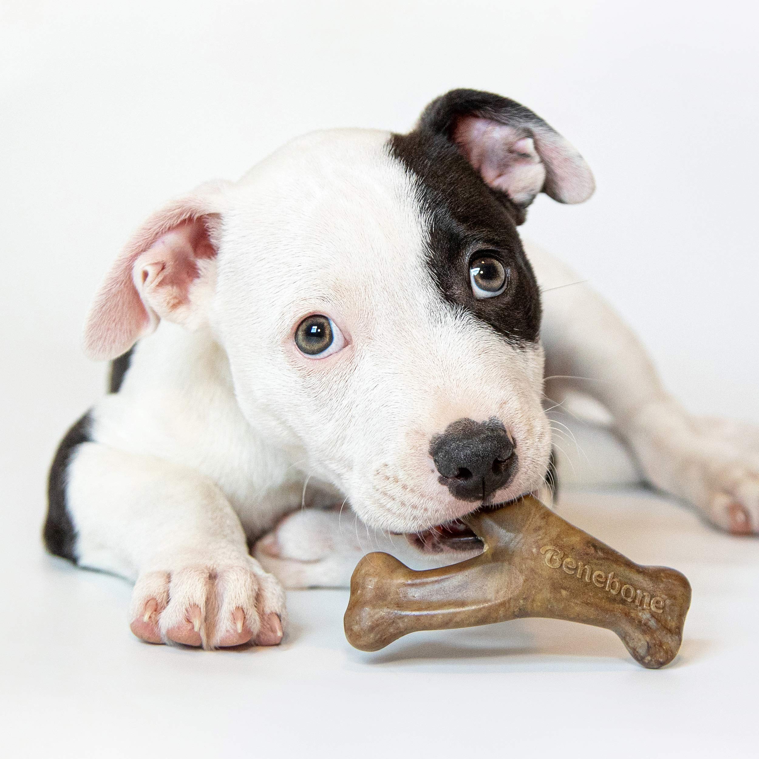 Benebone Puppy 2-Pack Dental Chew/Wishbone Dog Chew Toys, Made In Usa, Real Bacon Flavor