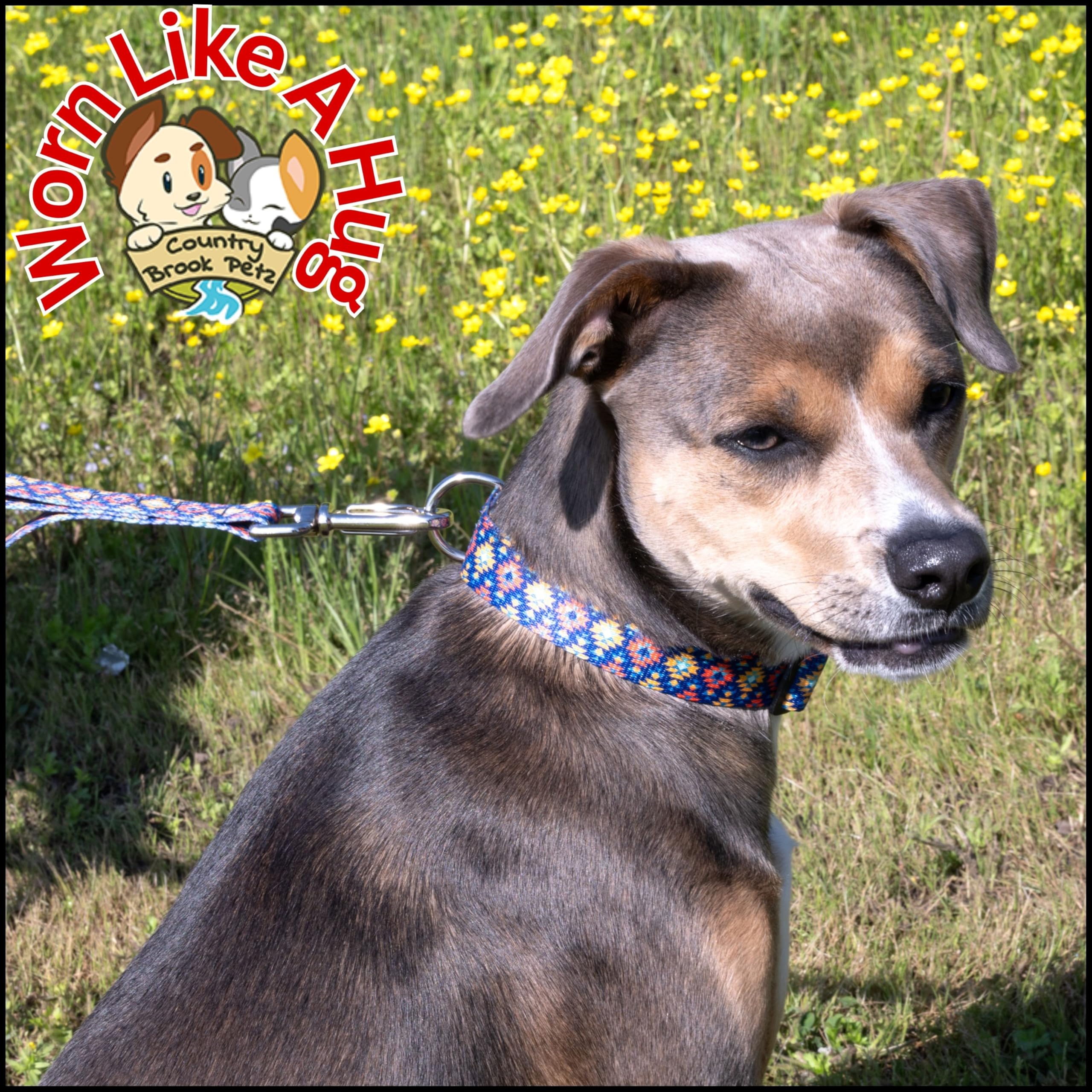 Country Brook Petz - Deluxe Utah Dog Collar - Made In The U.S.A. - Country And Western Collection Featuring Rustic Designs (5/8