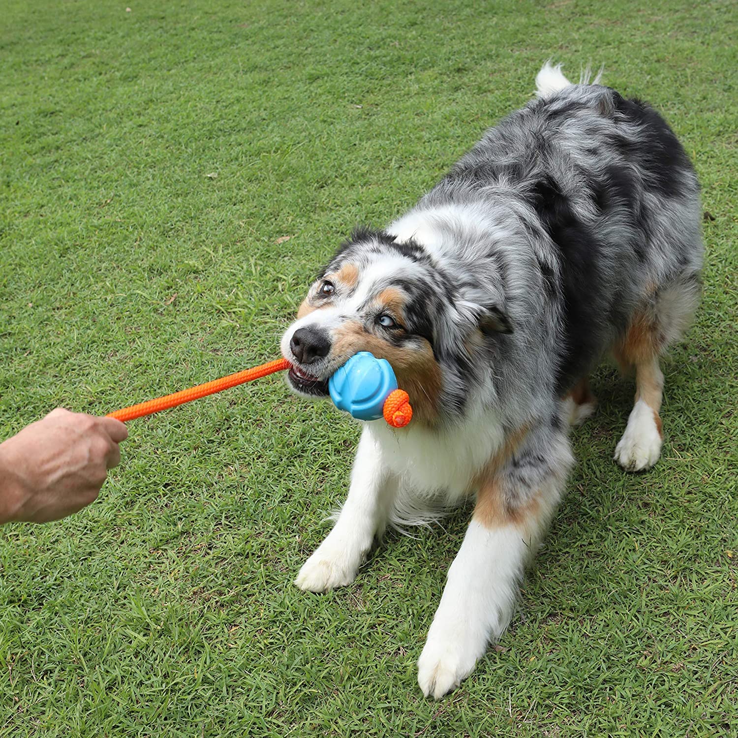 Doog - Fetchable Ball, Blue (Ffb02)