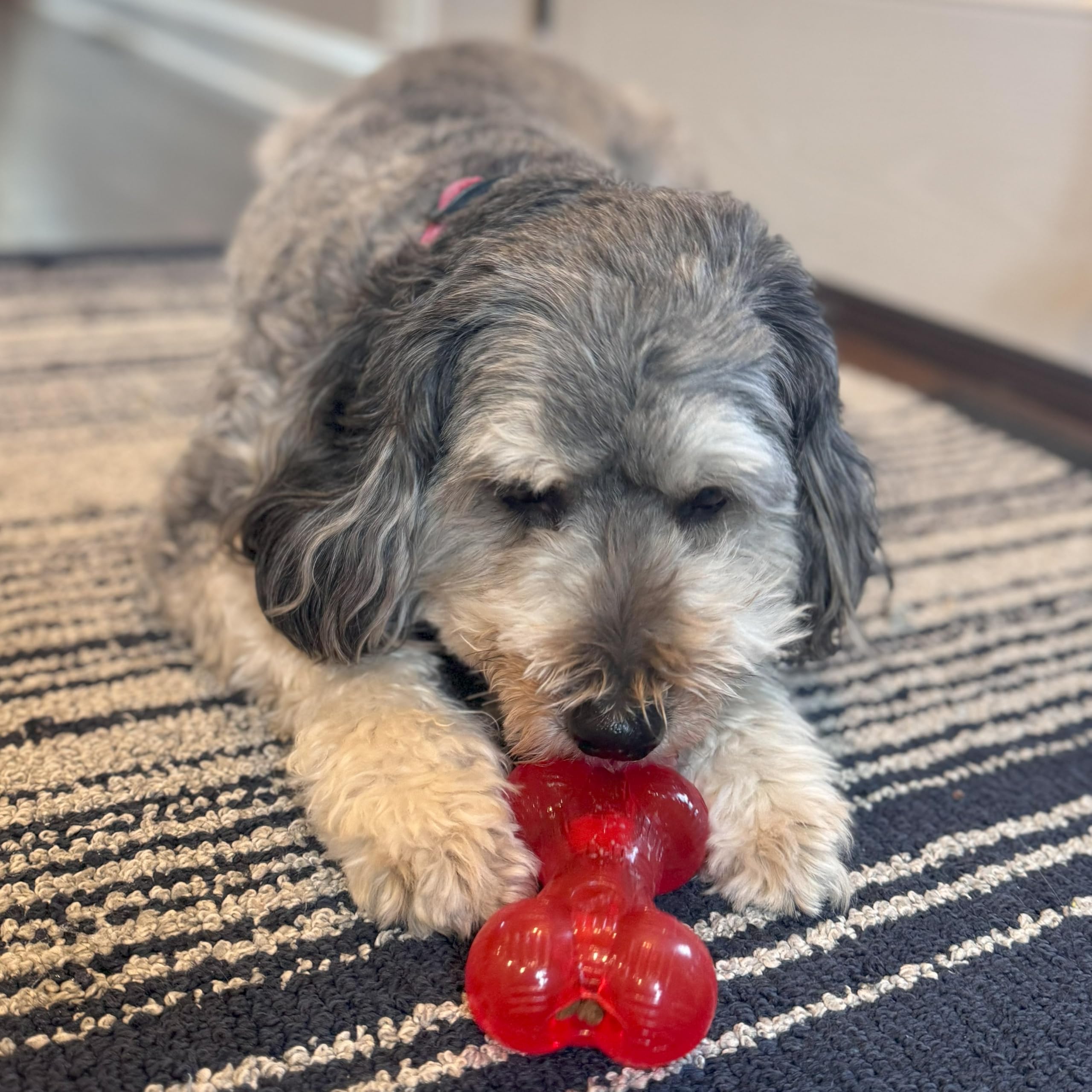 SPOT Play Strong Bone- Durable TPR Long Lasting Dog Chew for Aggressive Chewers, Hole for Treats, Virtually Indestructible Toy f