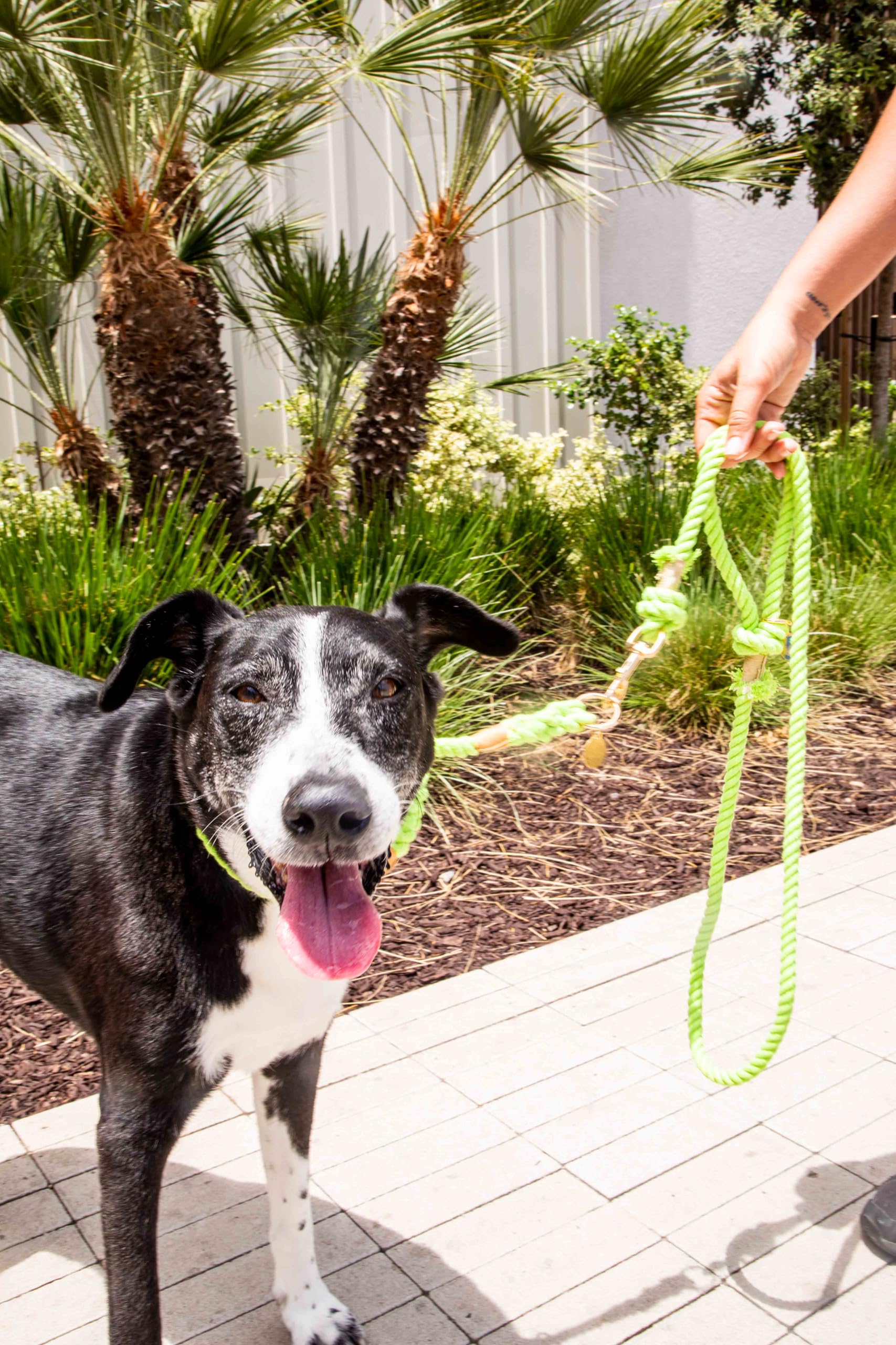 Glow Pups Slip Lead Dog Collar, Ombre Rope Training Collar With Gold-Colored Ring & Leather-Like Accents, Durable Construction,