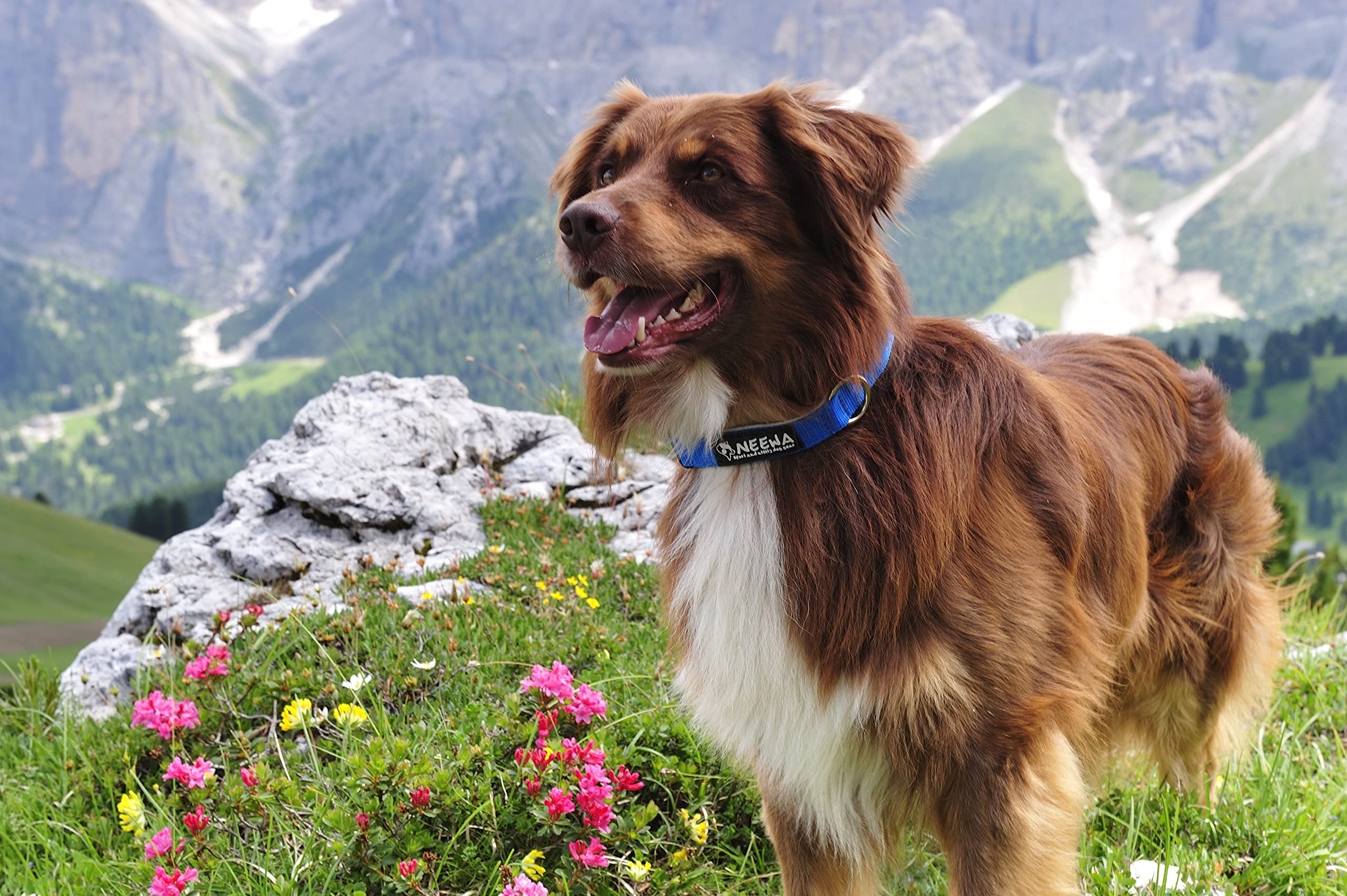 Neewa Easy Fit Dog Collar (One-Size-Fits-All, Red); Heavy Duty Material And Long Lasting Colors - Ideal For Small, Medium And La