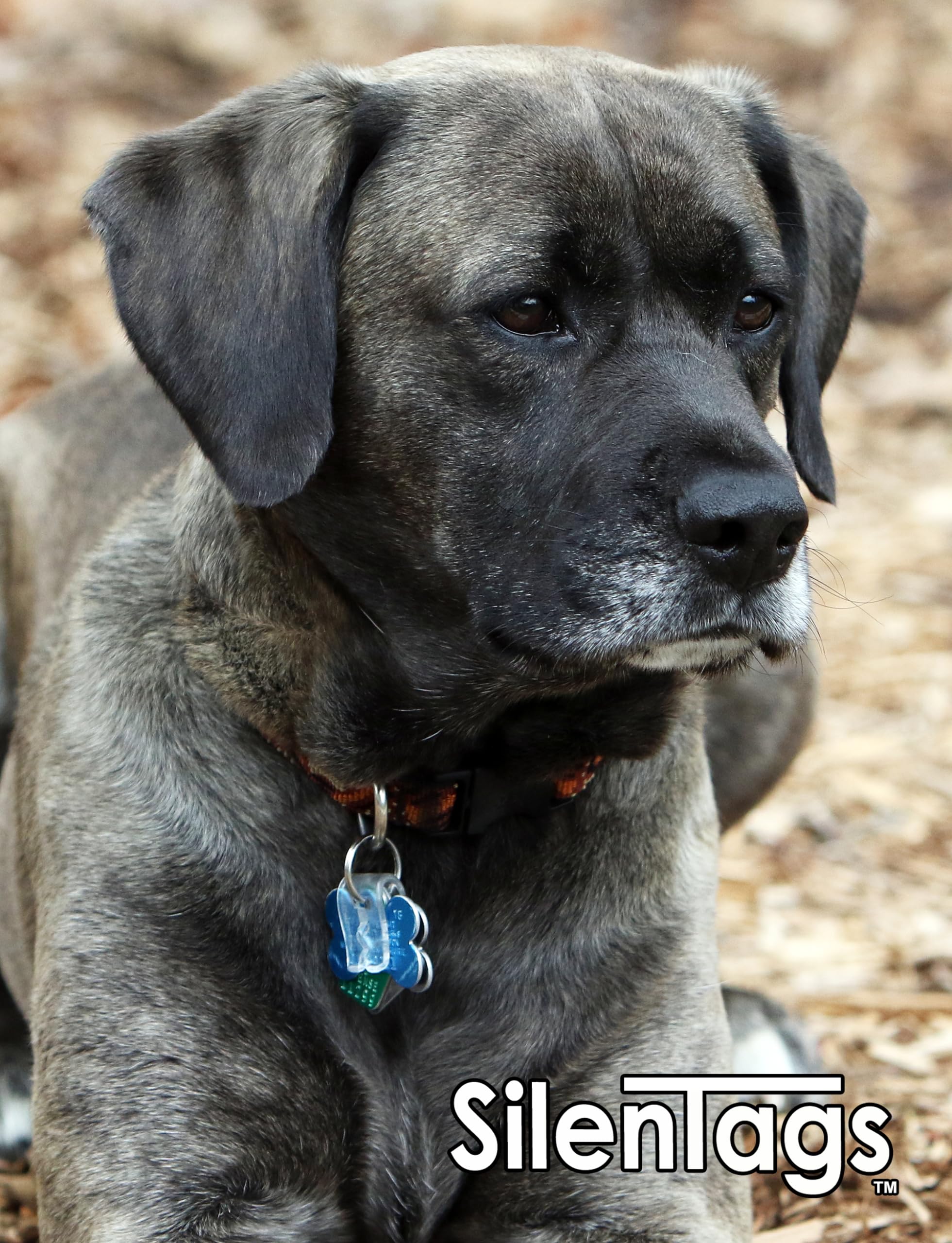 Silentags Pet Tag Silencer Clip It On, Jingle'S Gone! -Clear
