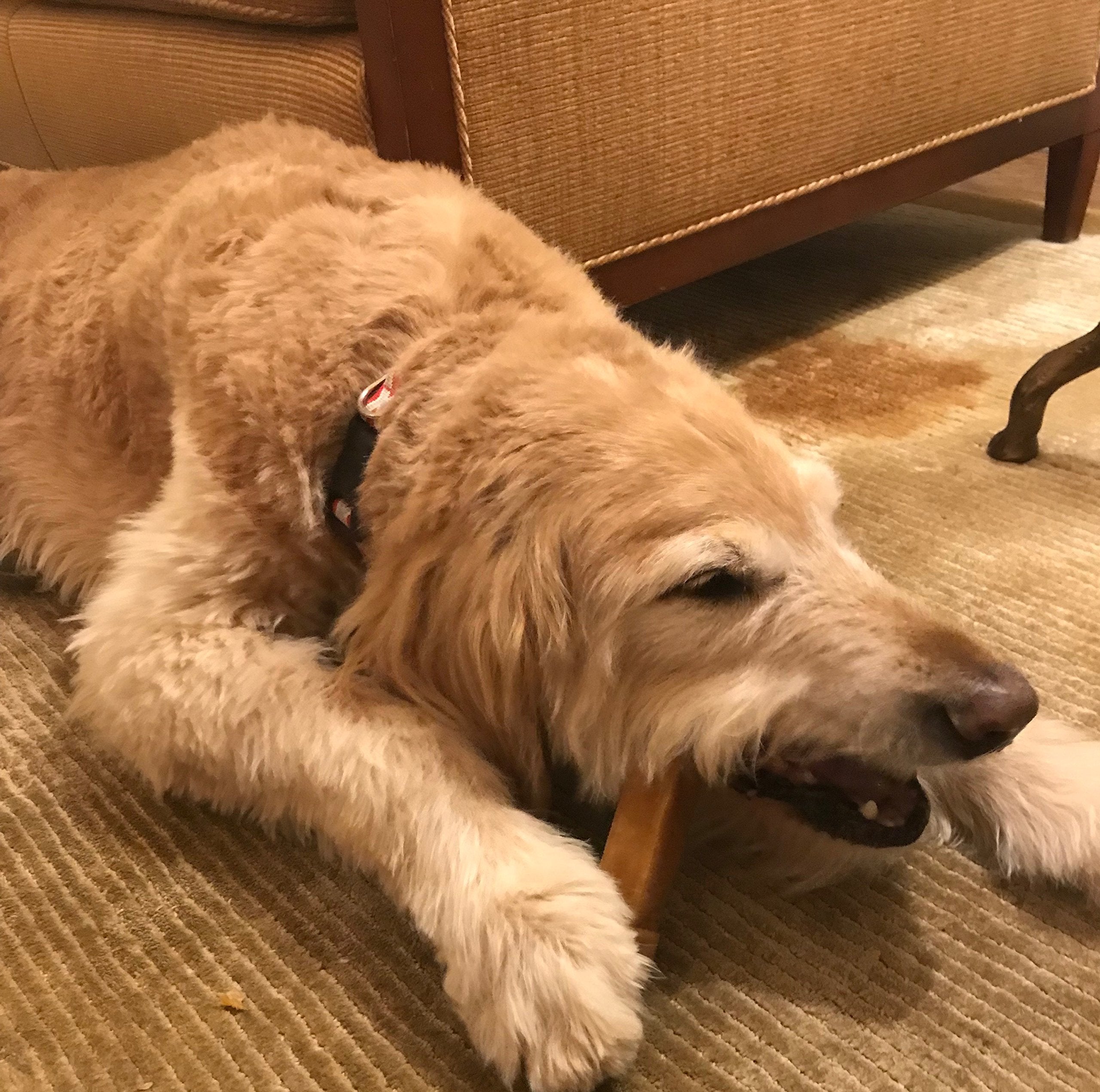 KATHMANDUS Authentic Himalayan Cheese Yak Chew, Contains Two Large Chews, Handcrafted for Dogs Under 55 pounds, Ideal for impro