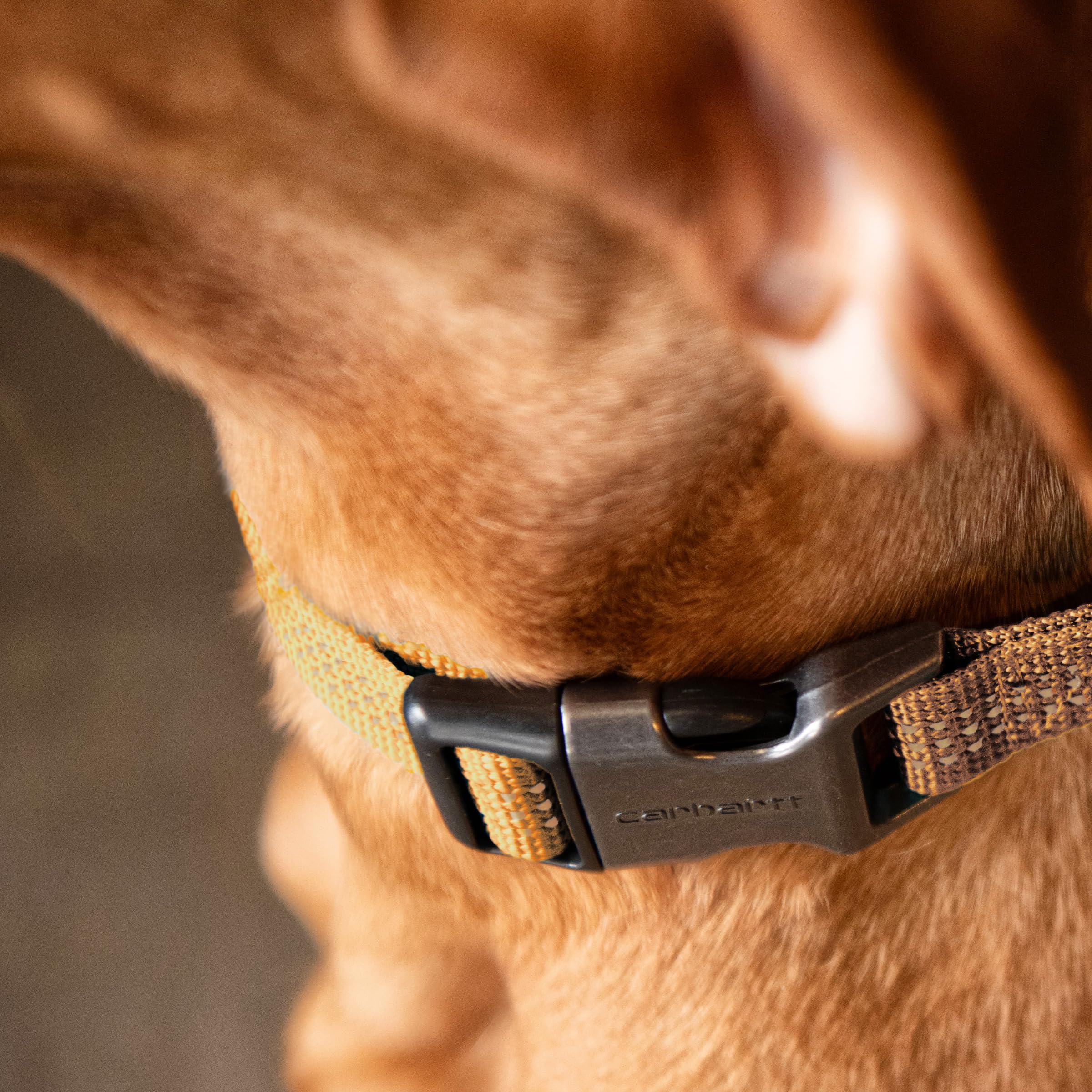 Carhartt Fully Adjustable Nylon Webbing Collars for Dogs, Reflective Stitching for Visibility, Shaded Spruce (Nylon Webbing), Me