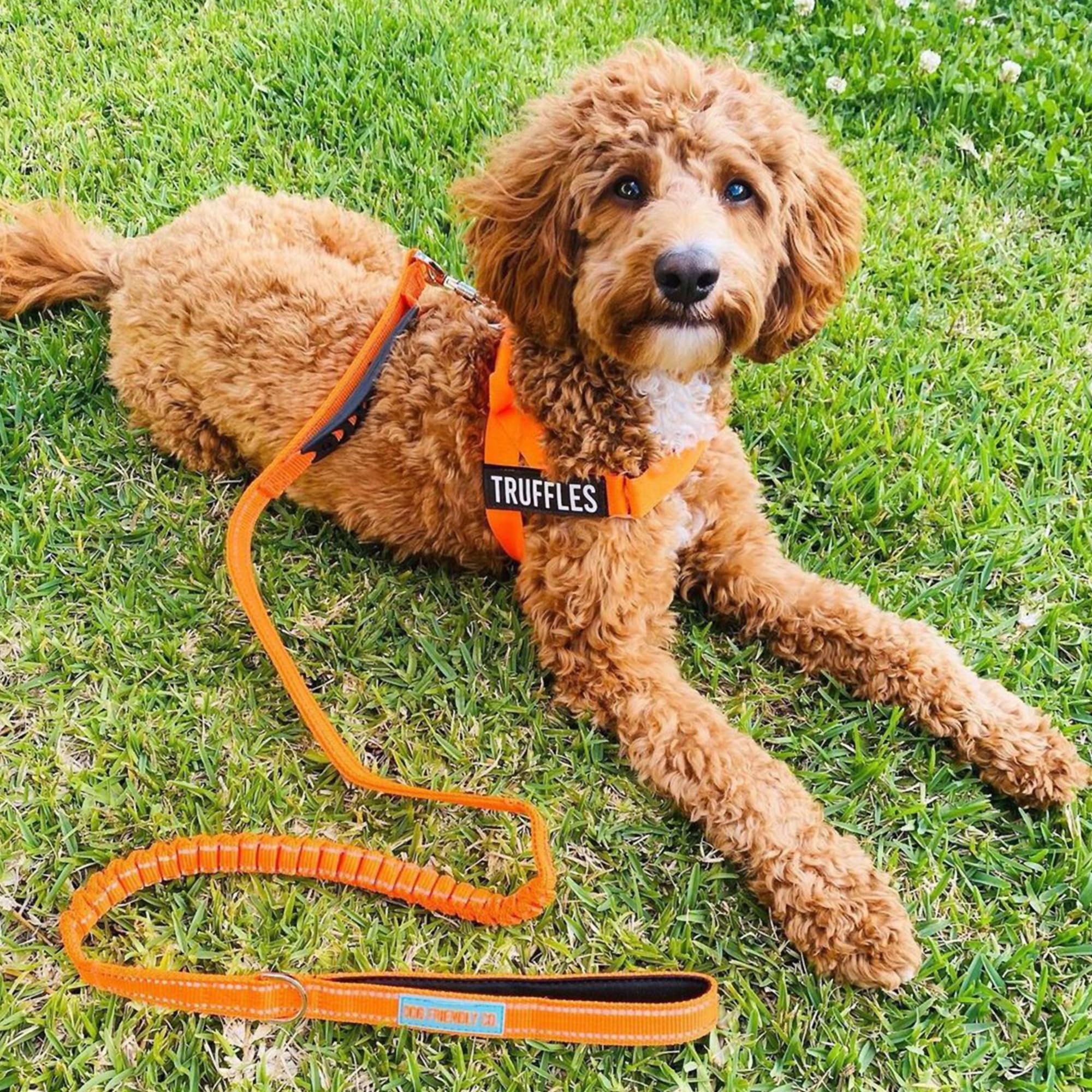 Df Co. Bungee Dog Leash | Strain Free & Shock Resistant For Control | Neoprene Padded Handle, Heavy-Duty Carabiner Clip, And D-R