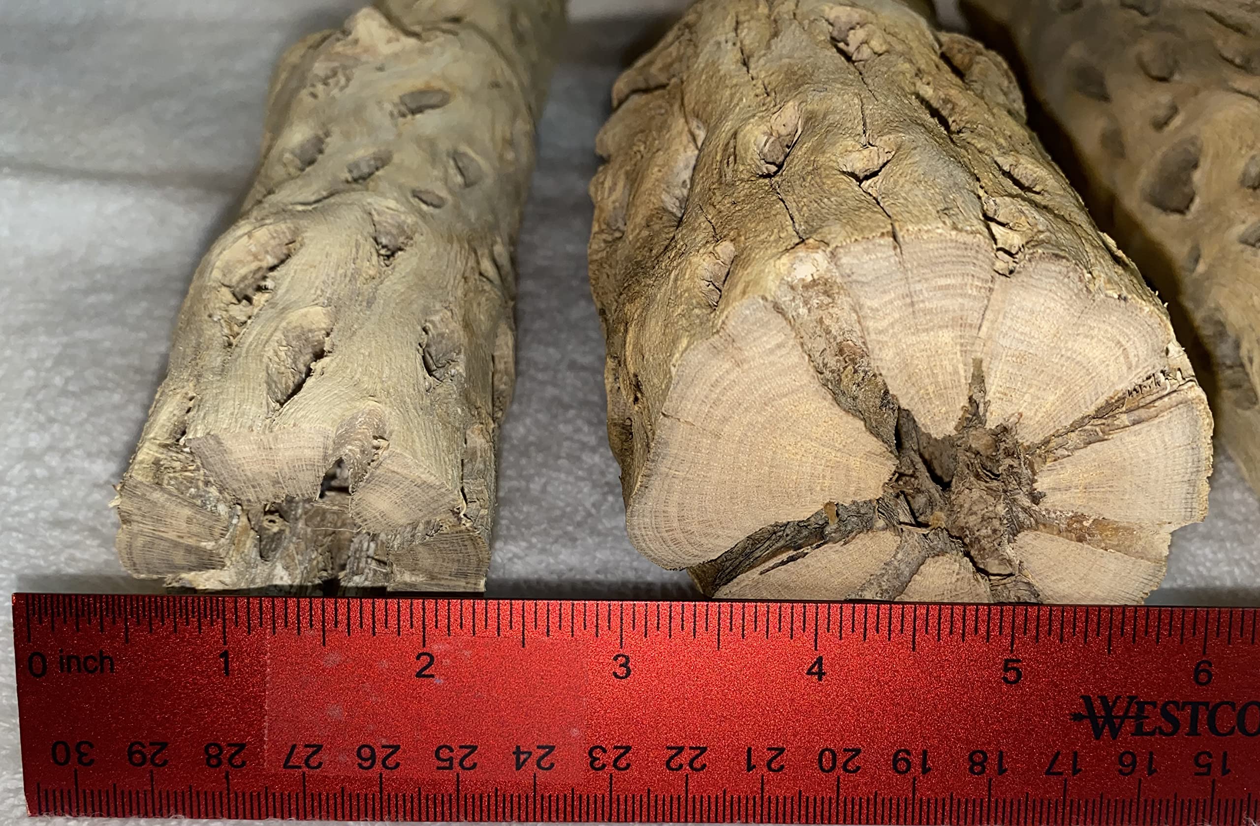 Awesome Aquatic 12 Inch 2-3    Thick Xl Teddy Bear/Chain Fruit/Buckhorn/Staghorn Cholla Wood Hollow Tube Wood Cactus Skeleton Tu