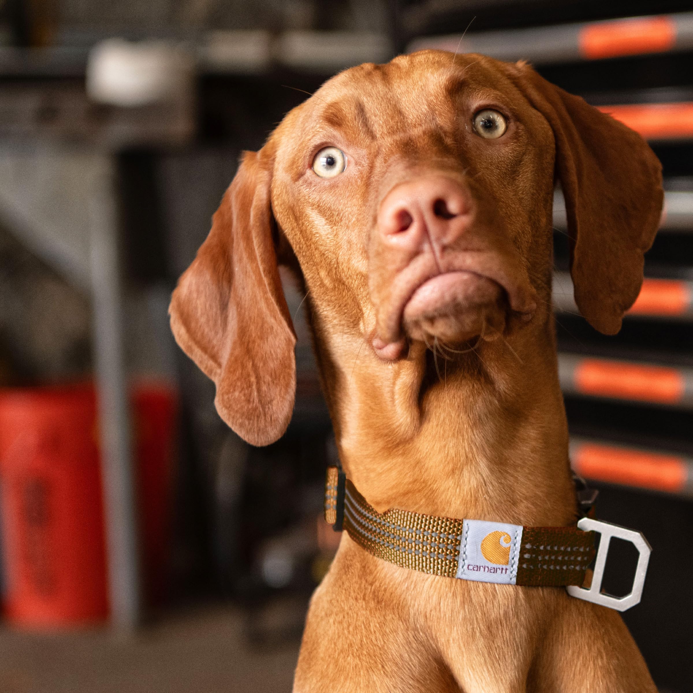 Carhartt Fully Adjustable Nylon Webbing Collars For Dogs, Reflective Stitching For Visibility, Hunter Orange (Nylon Webbing), La