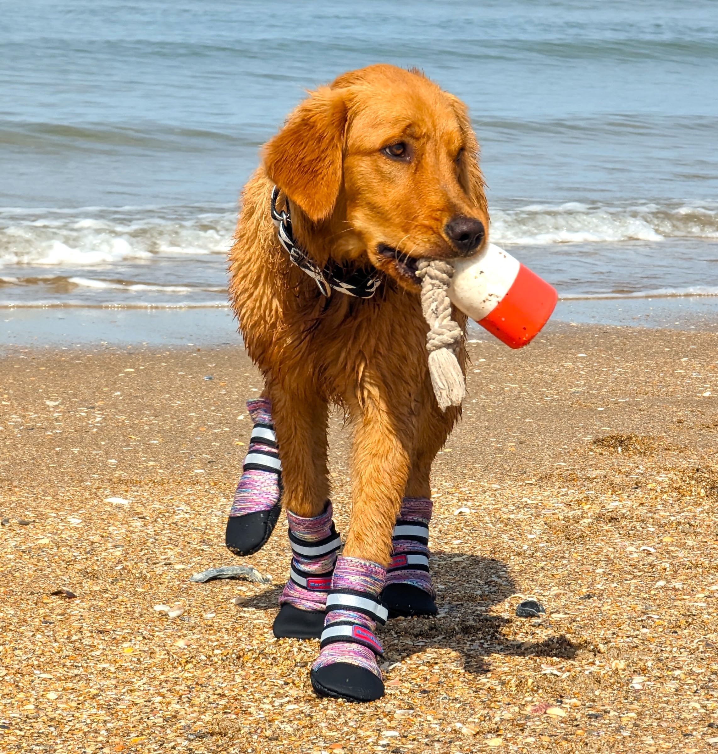 Bark Brite Lightweight Neoprene Paw Protector Dog Boots Designed For Comfort And Breathability In 5 Sizes (Lavender Md)