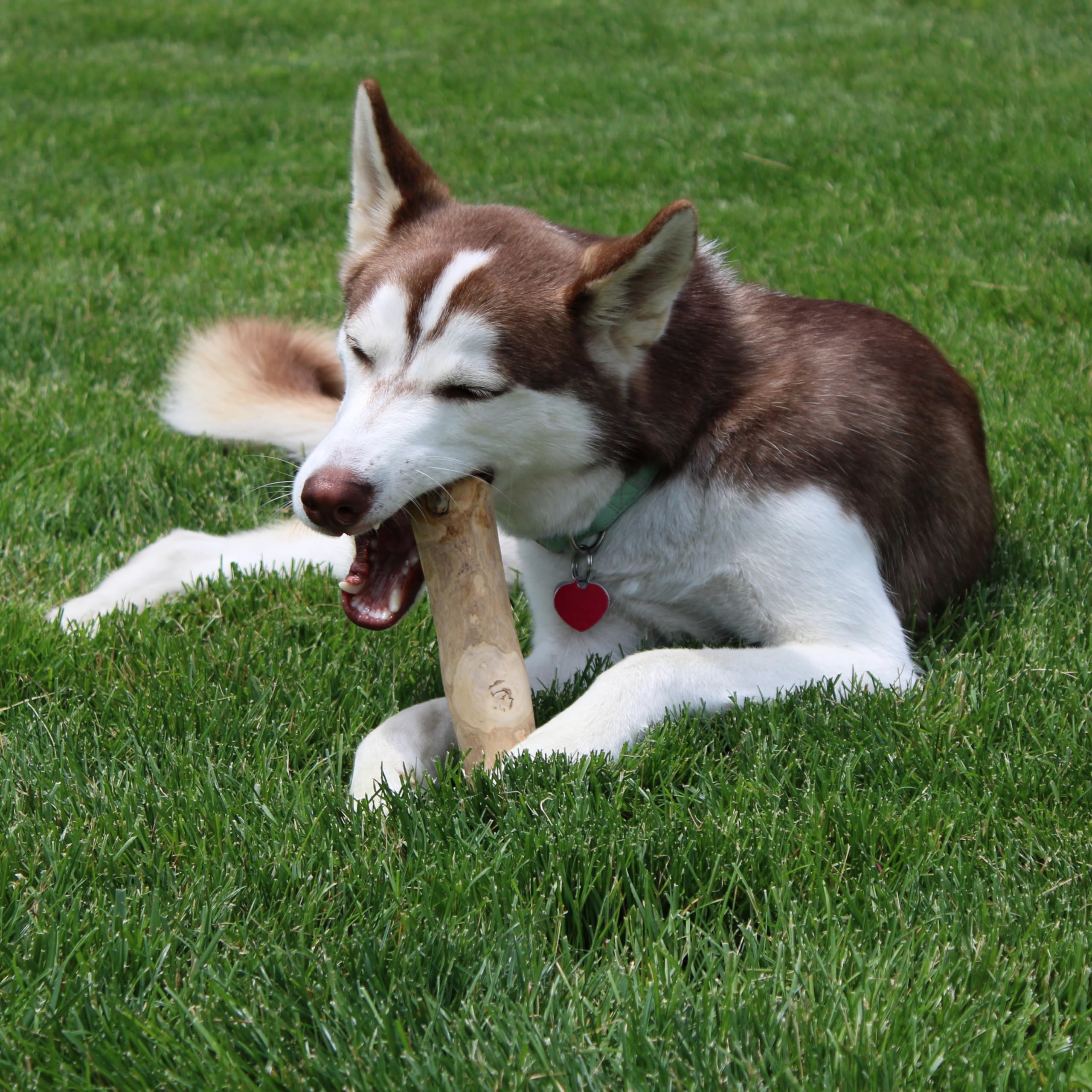 SPOT Coffee Wood Dog Chew Toy - Extra-Large, 100% Natural & Durable, Non-Splintering for Aggressive Chewers, Ideal for Dogs Over 99lbs