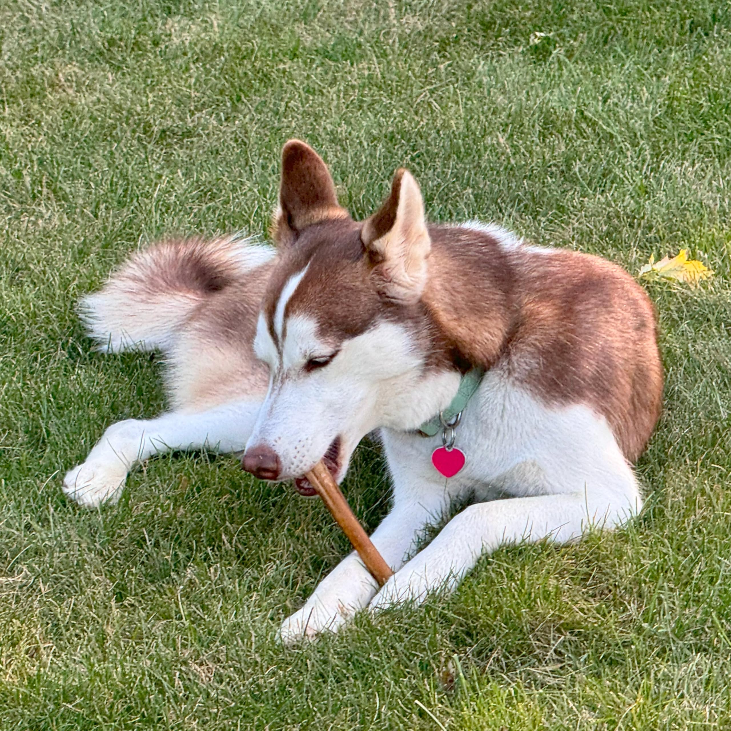 Fieldcrest Farms 6in Bully Crunchers - All-Natural 100% Beef Bully Stick Alternative, Highly Palatable, Easily Digestible, No Ad