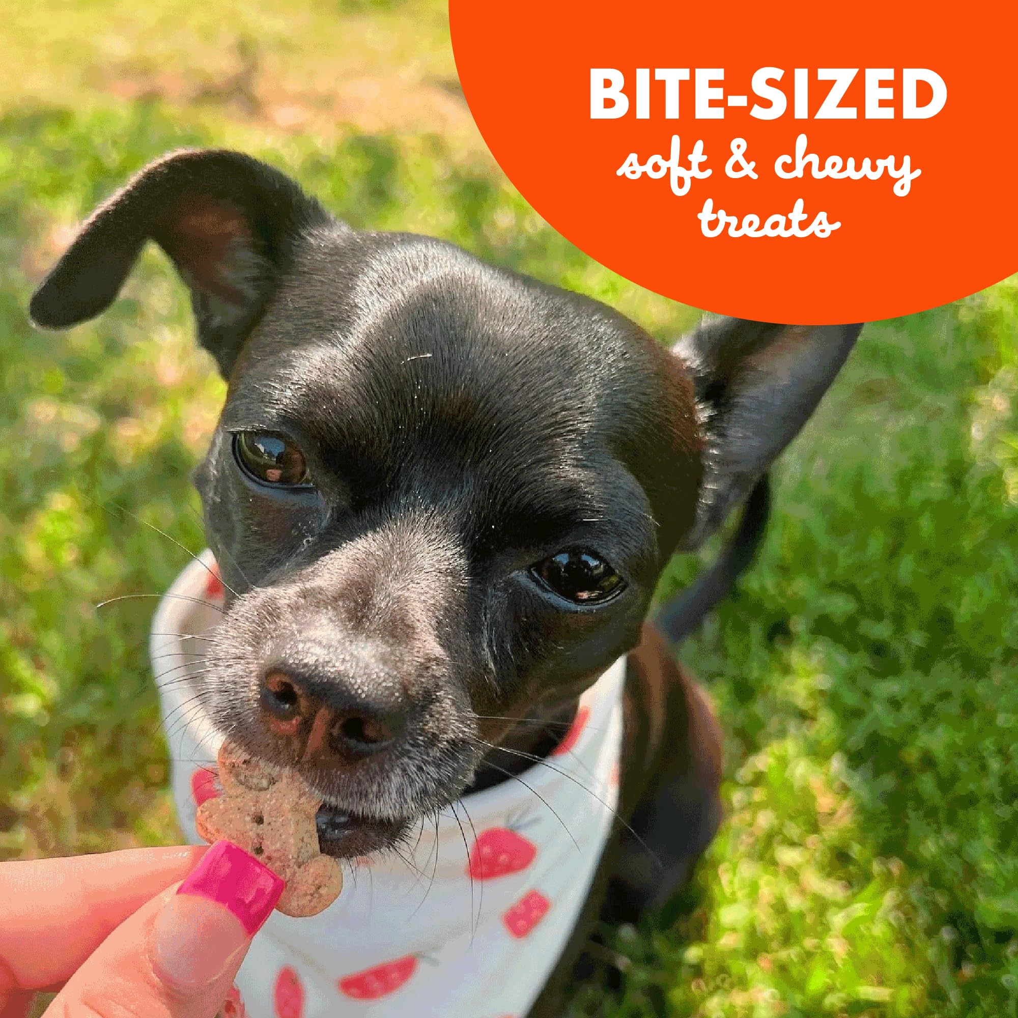 Buddy Biscuits 8 oz. Bag of Softies Soft & Chewy Dog Treats, Made with Peanut Butter