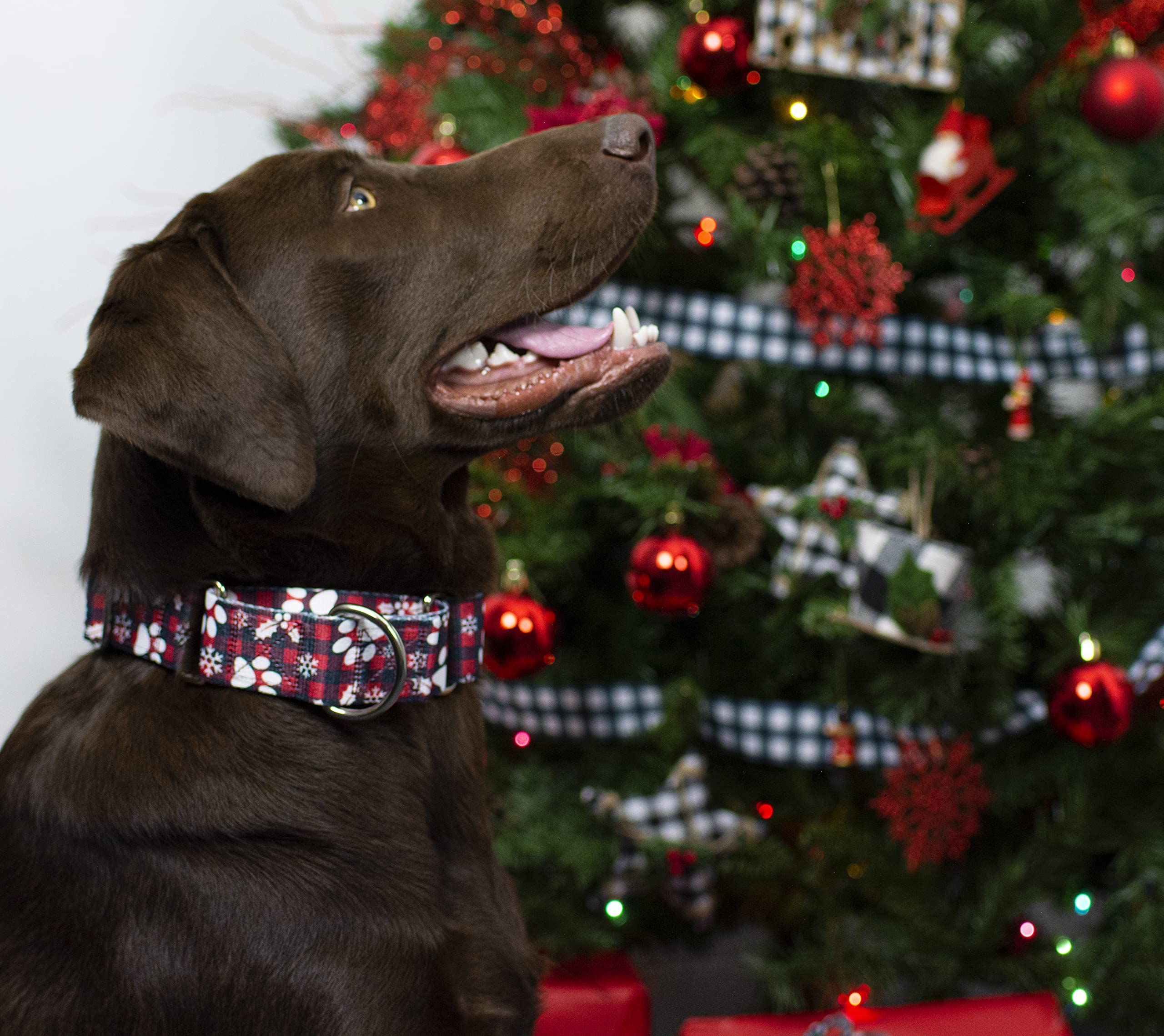 Country Brook Petz - Christmas Plaid Martingale Dog Collar And Leash - Christmas Collection Featuring Festive Designs (1 Inch, Medium)
