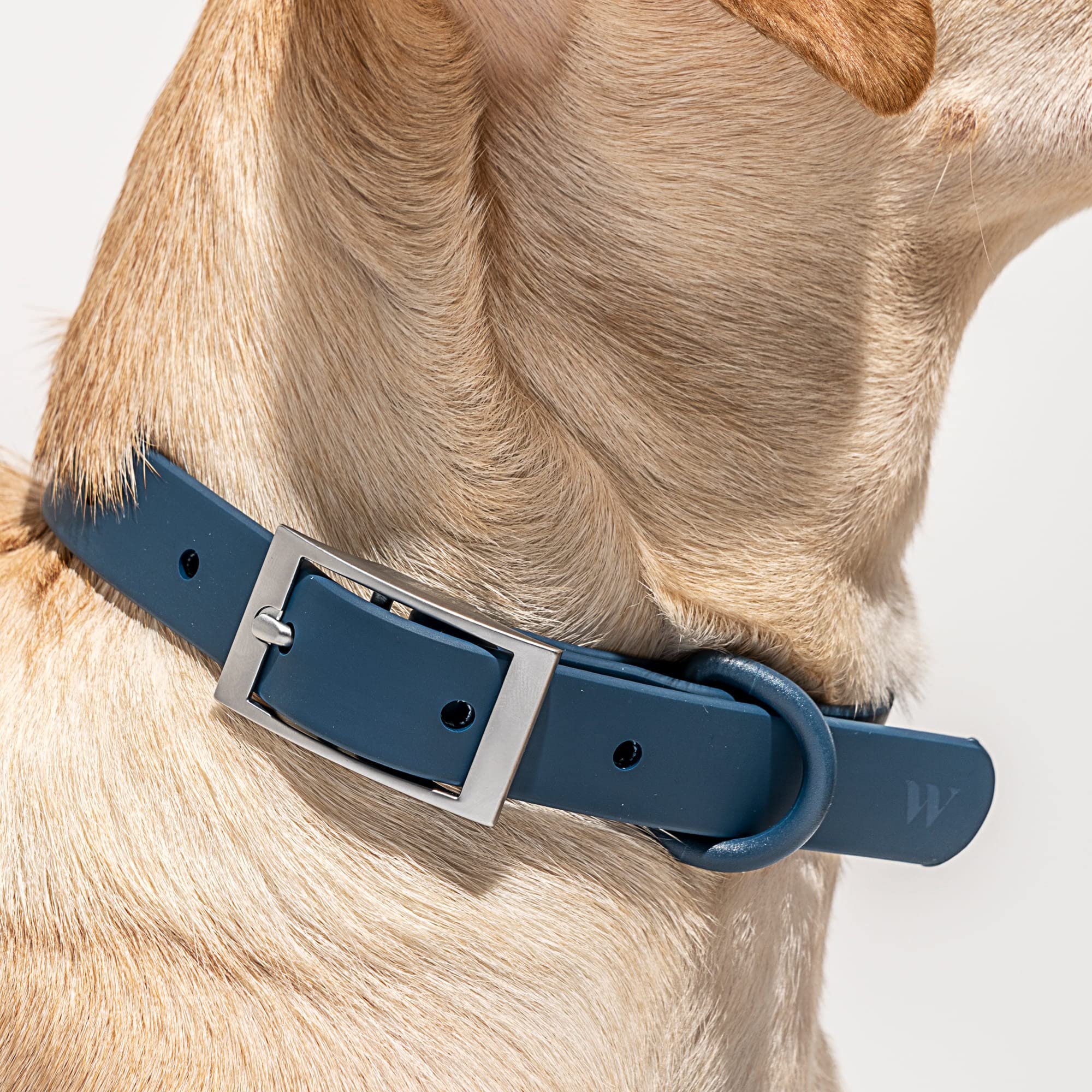 Wild One Collar - Small - Blue