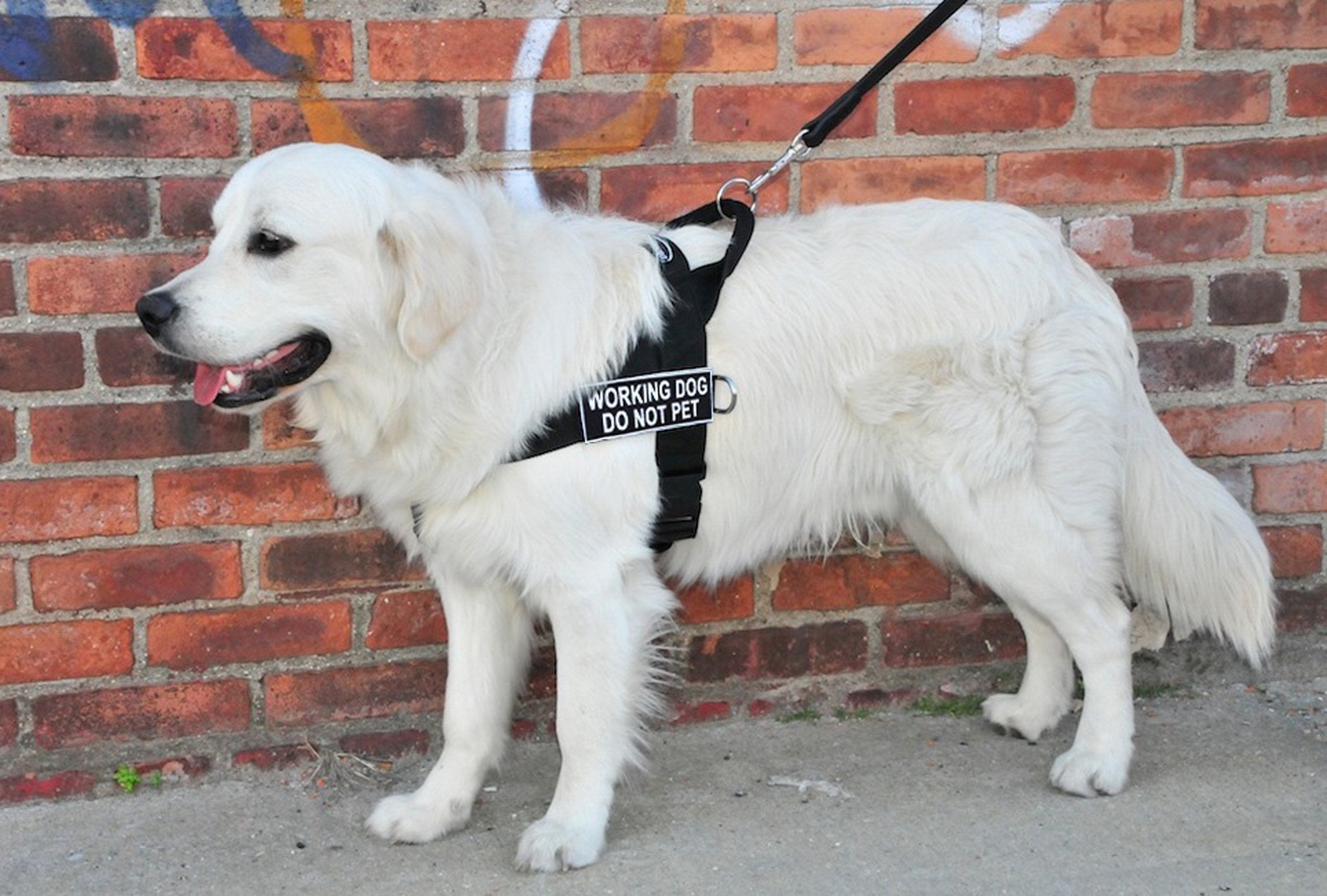 DT Universal No Pull Dog Harness, Working Dog Do Not Pet, Black, Small, Fits Girth Size: 24-Inch to 27-Inch