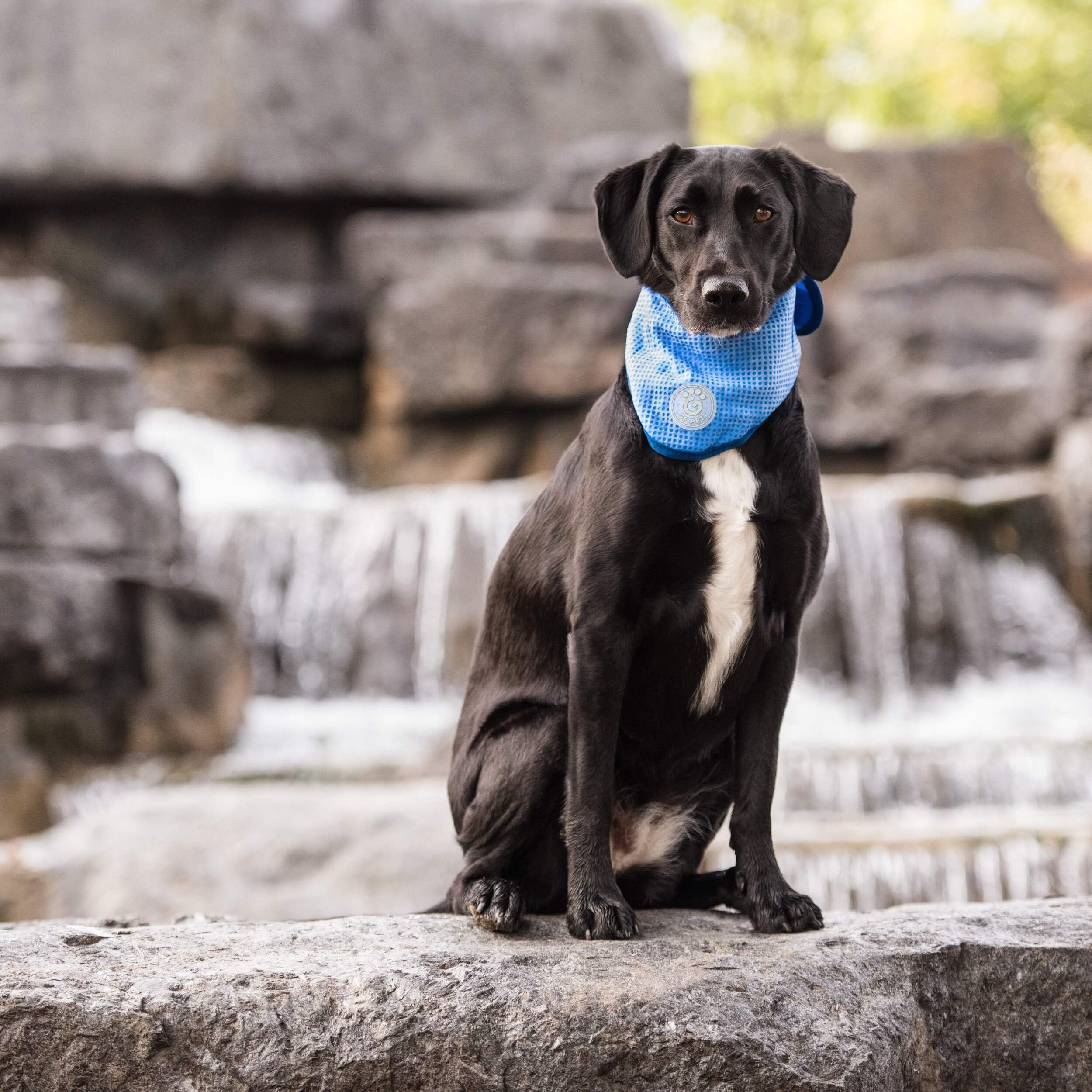 Gf Pet Ice Dog Bandana, Small/Medium