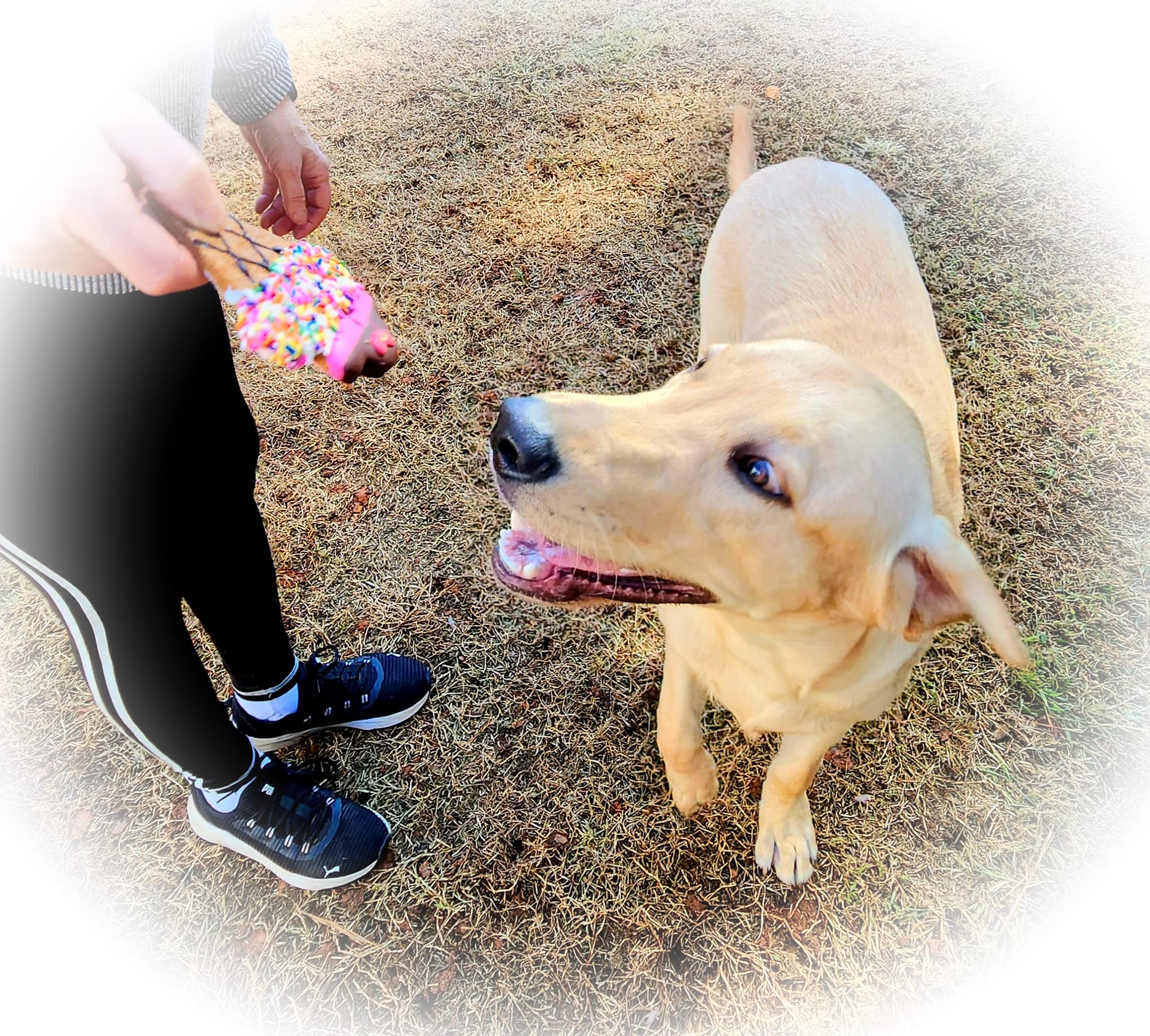 Three Mutts Market Dog Treat Gift Box | Human Grade, Handmade, and Decorated Dog Cookies | Gifts for Medium & Large Dogs | No Ar