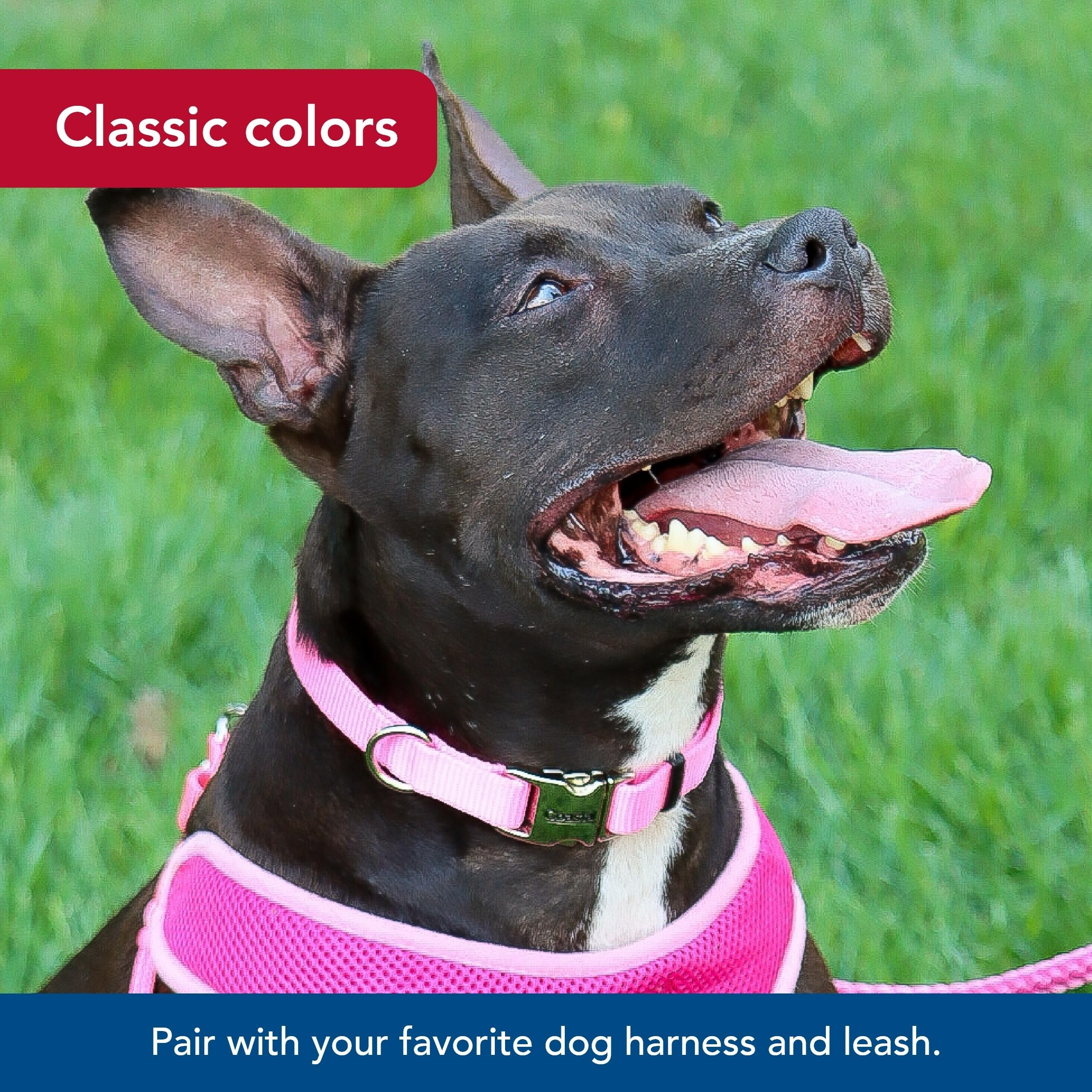 Coastal Pet Adjustable Dog Collar With Metal Buckle - Comfortable Fade-Resistant Dog Collar With Snap Lock - Perfect For Walking & Tie Outs -Pink Bright - 1' X 18' - 26'