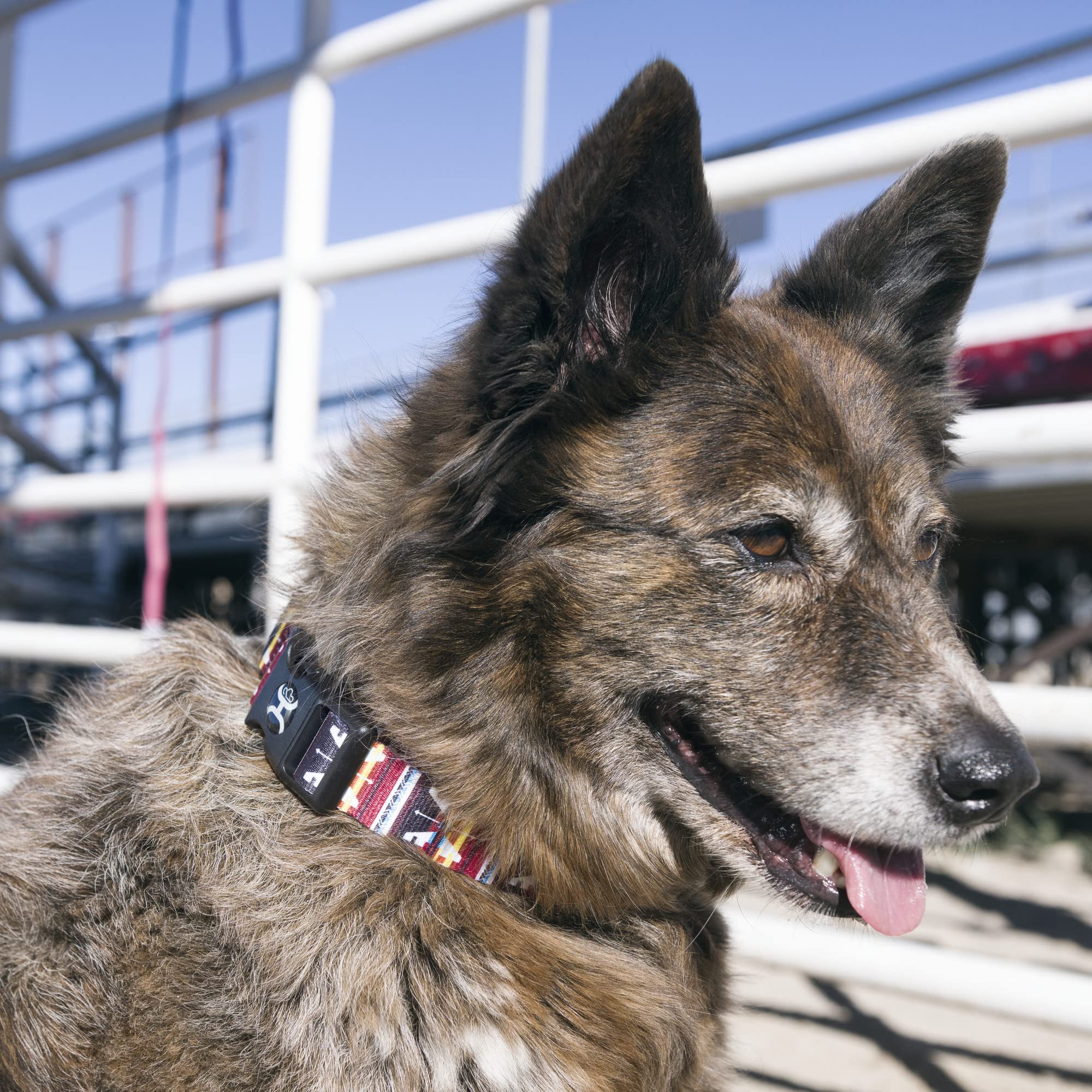 Hooey Nomad Dog Collar, Durable Polyester Webbing Collar With Graphic-Inspired Prints, Western Floral, Medium