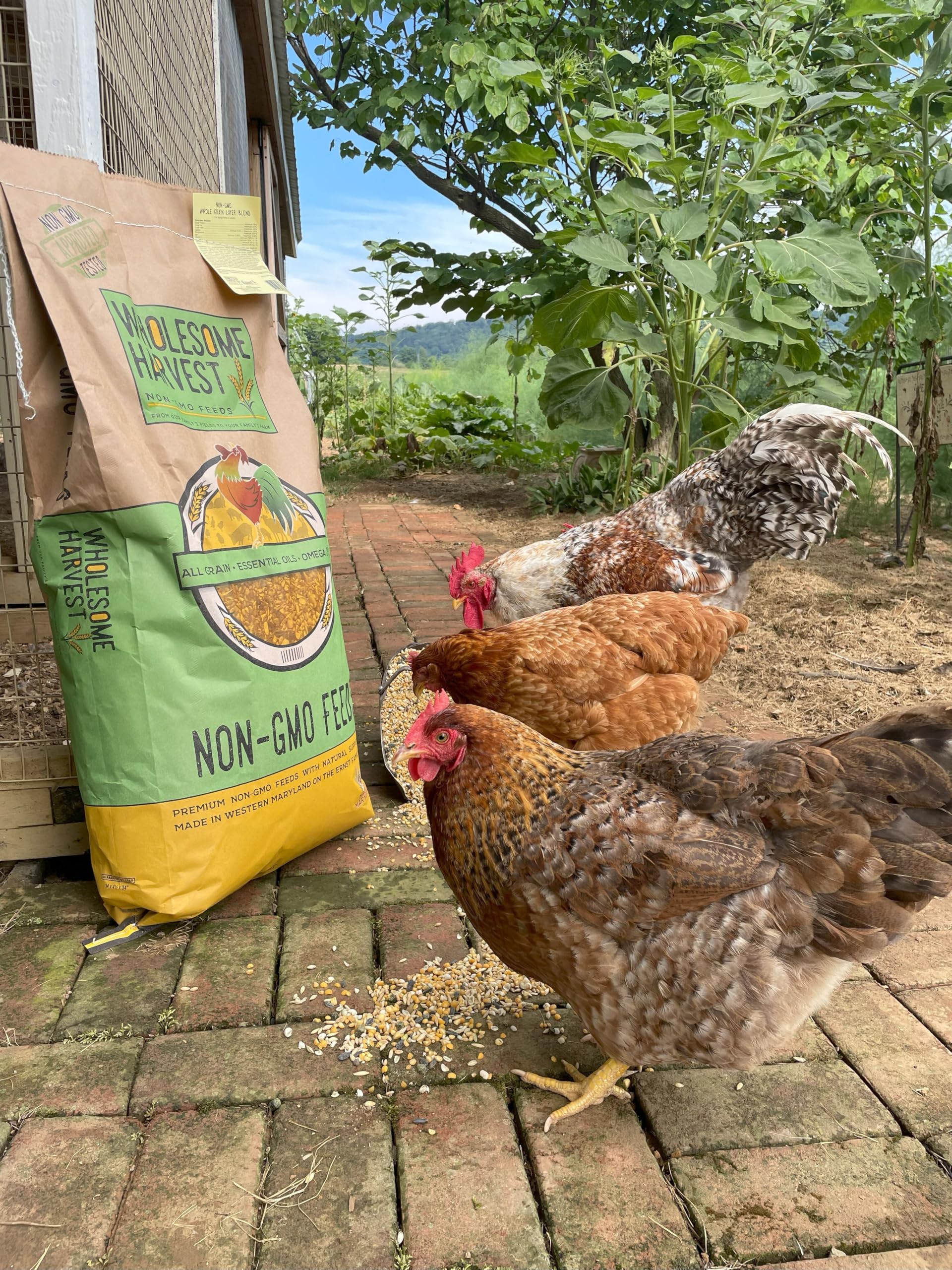 Wholesome Harvest Corn & Soy-Free Chick Starter Feed - Non-GMO, High-Protein 22%, 10 lb
