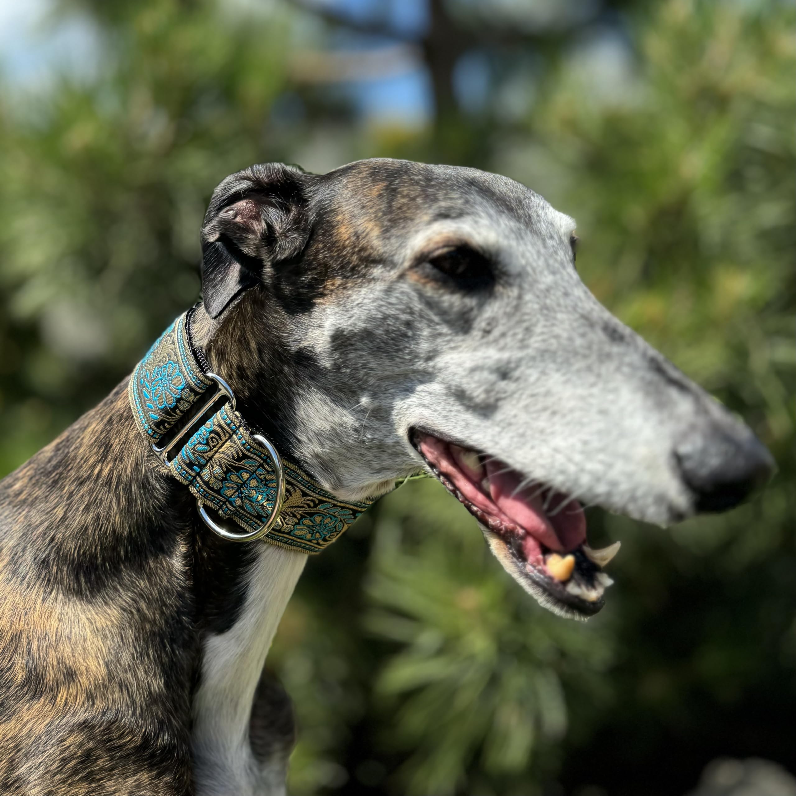 Sighthound Gang Martingale Dog Collar For Greyhound Saluki Whippet And Other Breeds With Similar Neck 2 Wide (Xl 17-22)