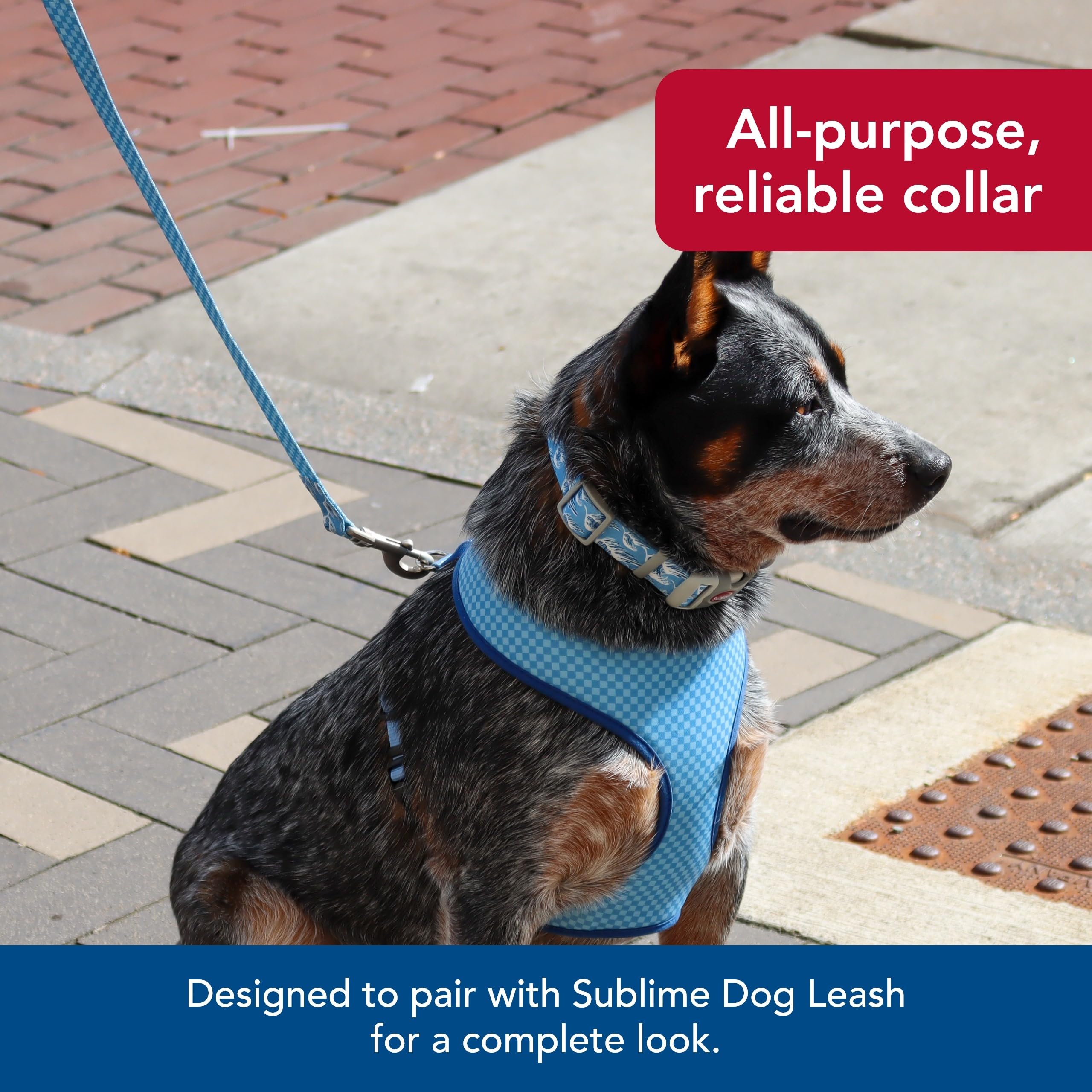 Coastal Pet Sublime Adjustable Dog Collar - Adjustable Plastic Buckle - Vibrant & Colorful Dog Collar With Fade-Resistant Patterns - Blue Waves With Blue Checkers, Large - 1 1/2' X 18'-26'