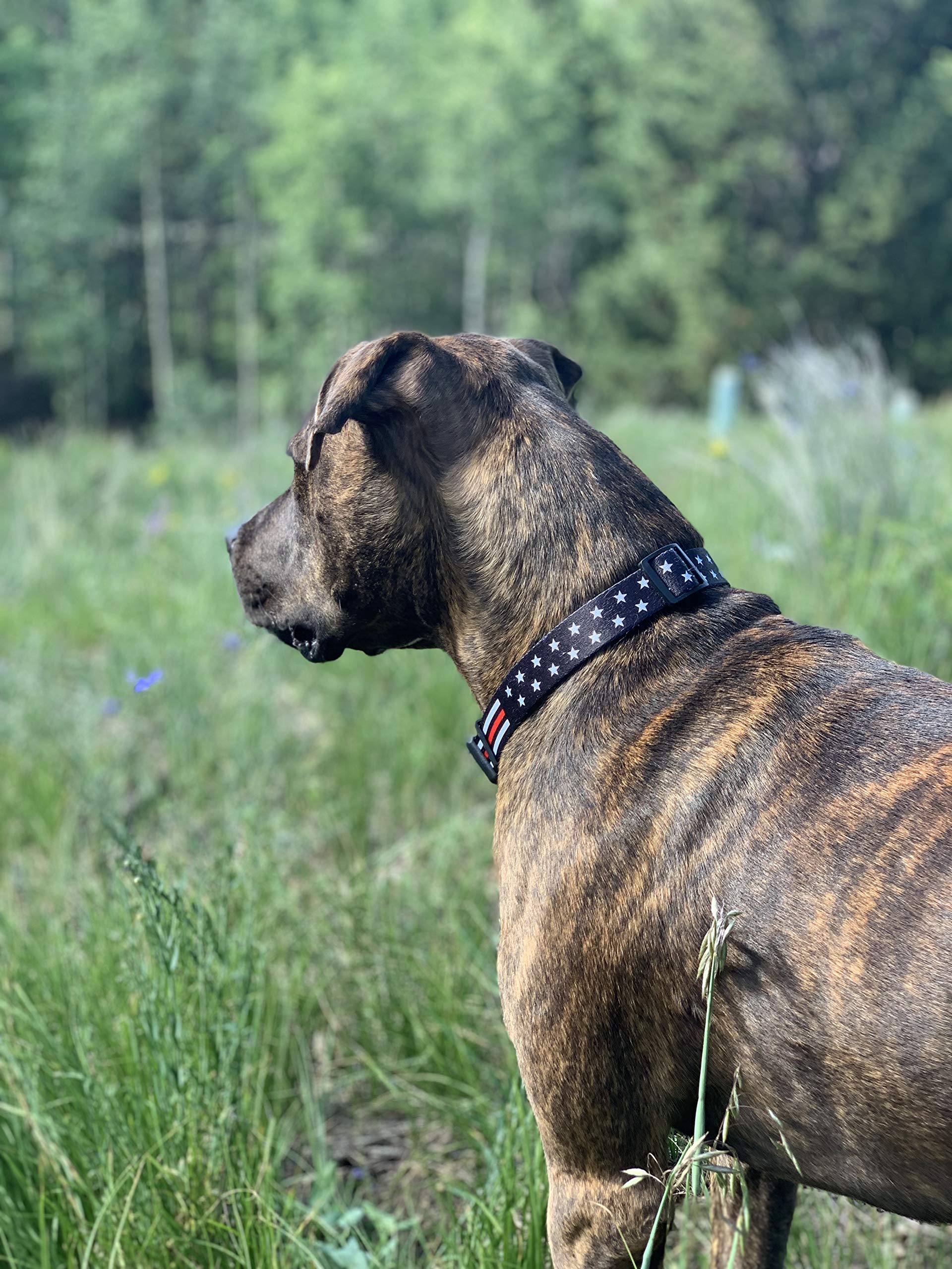 Thin Red Line Dog Collar- Stars (Small)