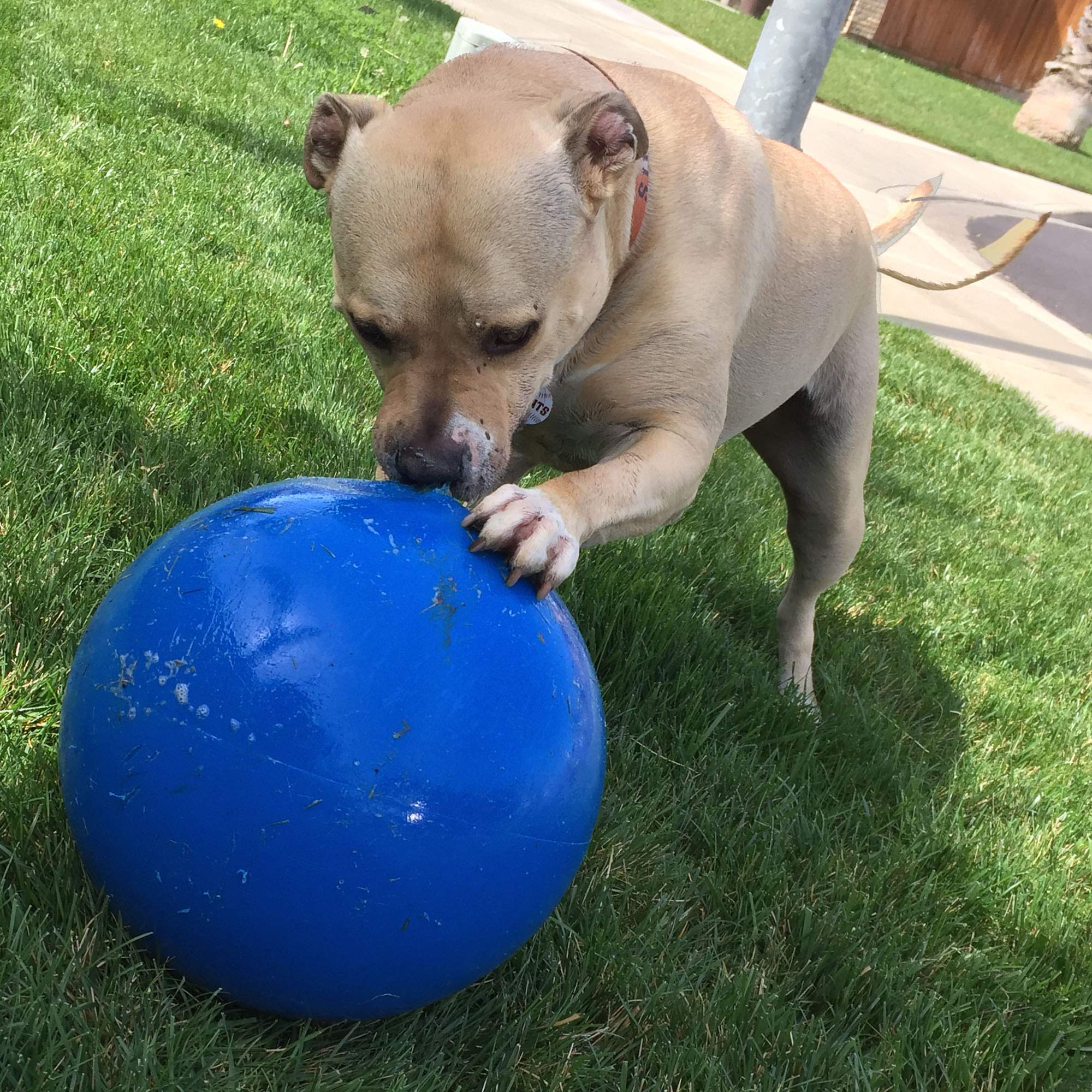 Virtually Indestructible Best Ball For Dogs, 10-Inch