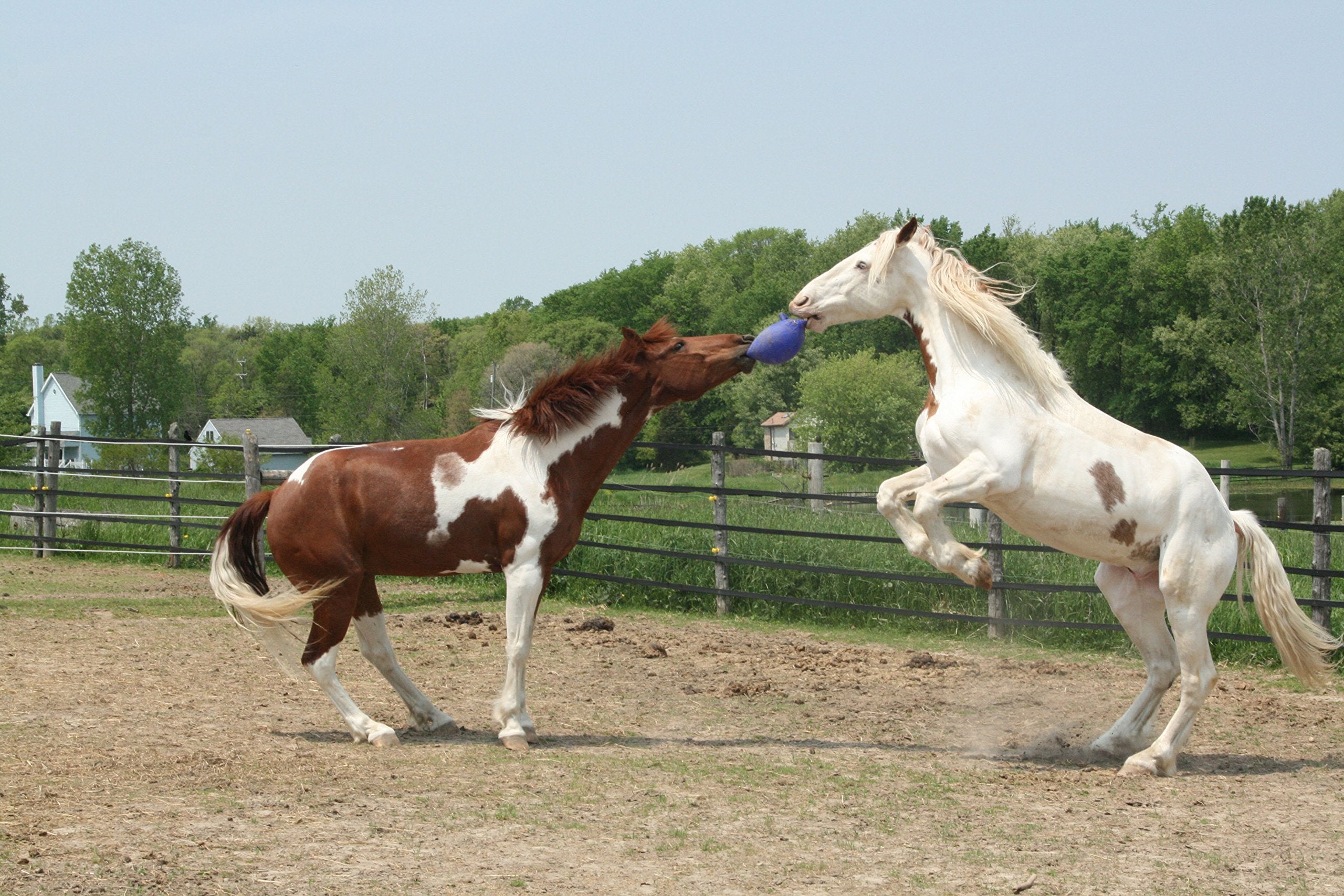 Jolly Pets Vanilla Horse Ball, 10', Orange